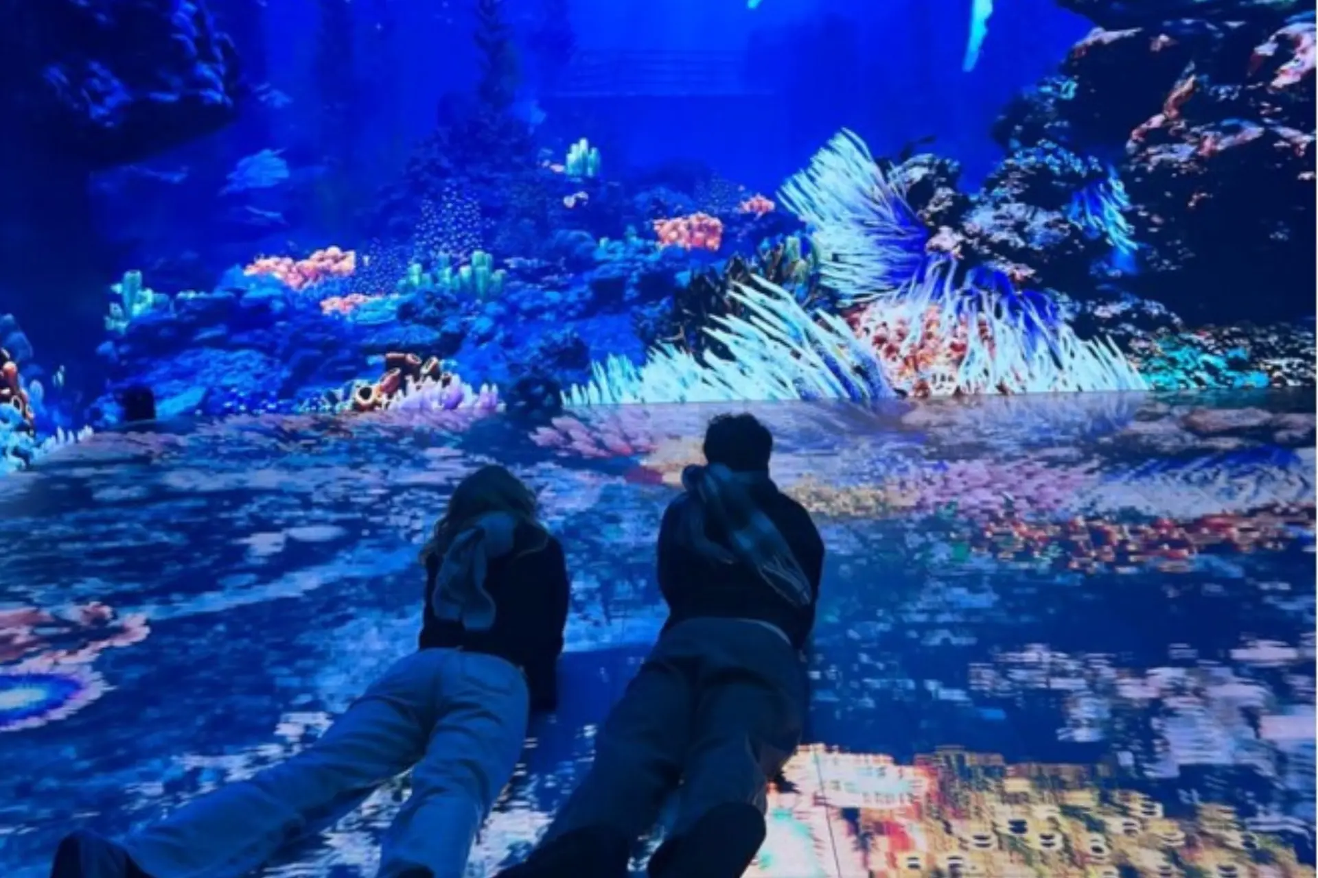 Two people watching colorful coral reef display New Zealand