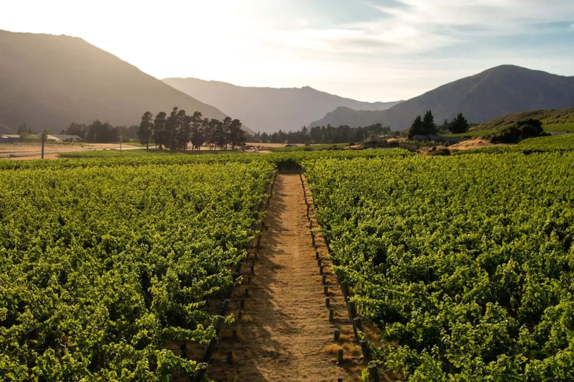 Vineyard rows stretching toward mountains in Gibbston Valley