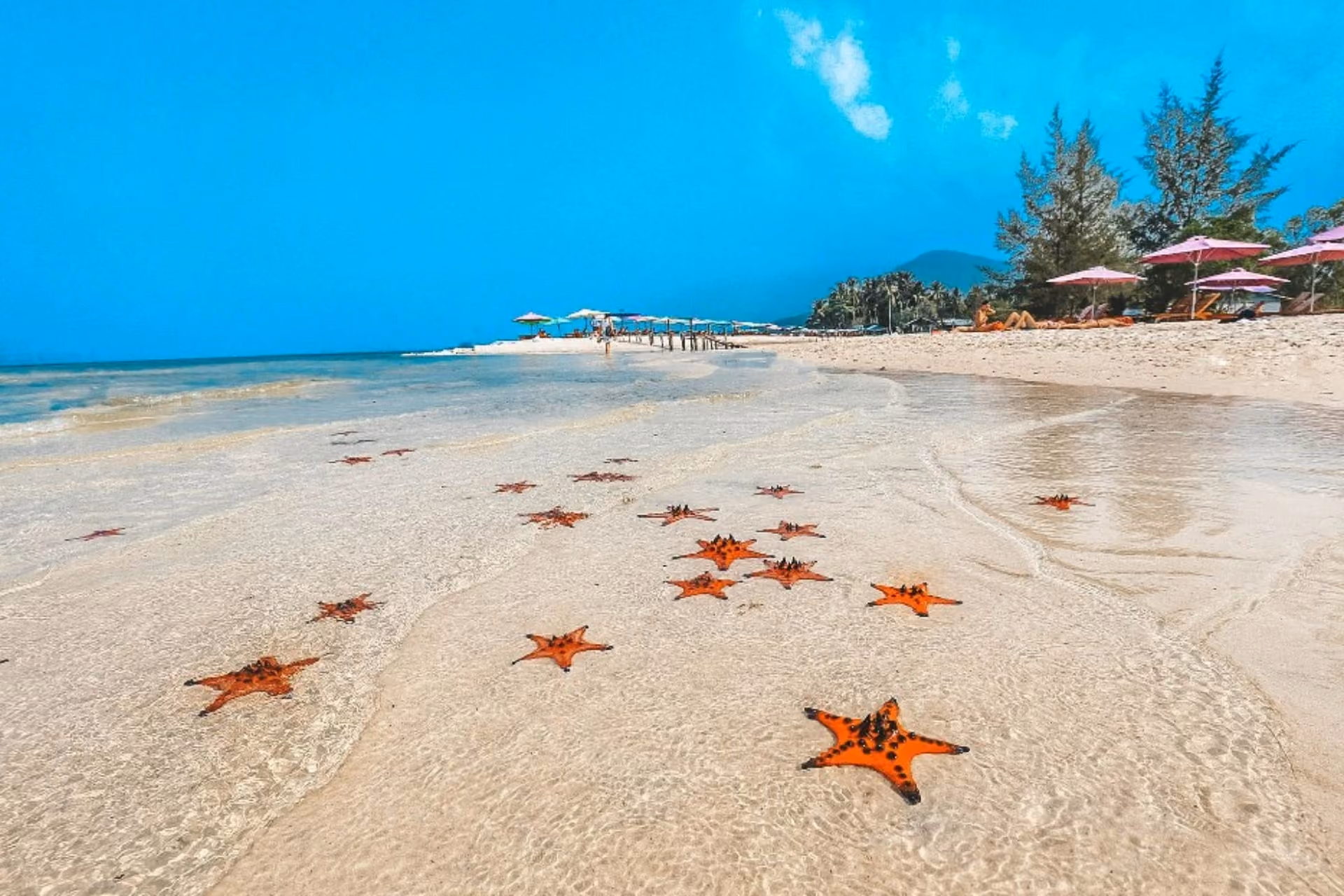 Red starfish scattered on sandy beach in Phu Quoc