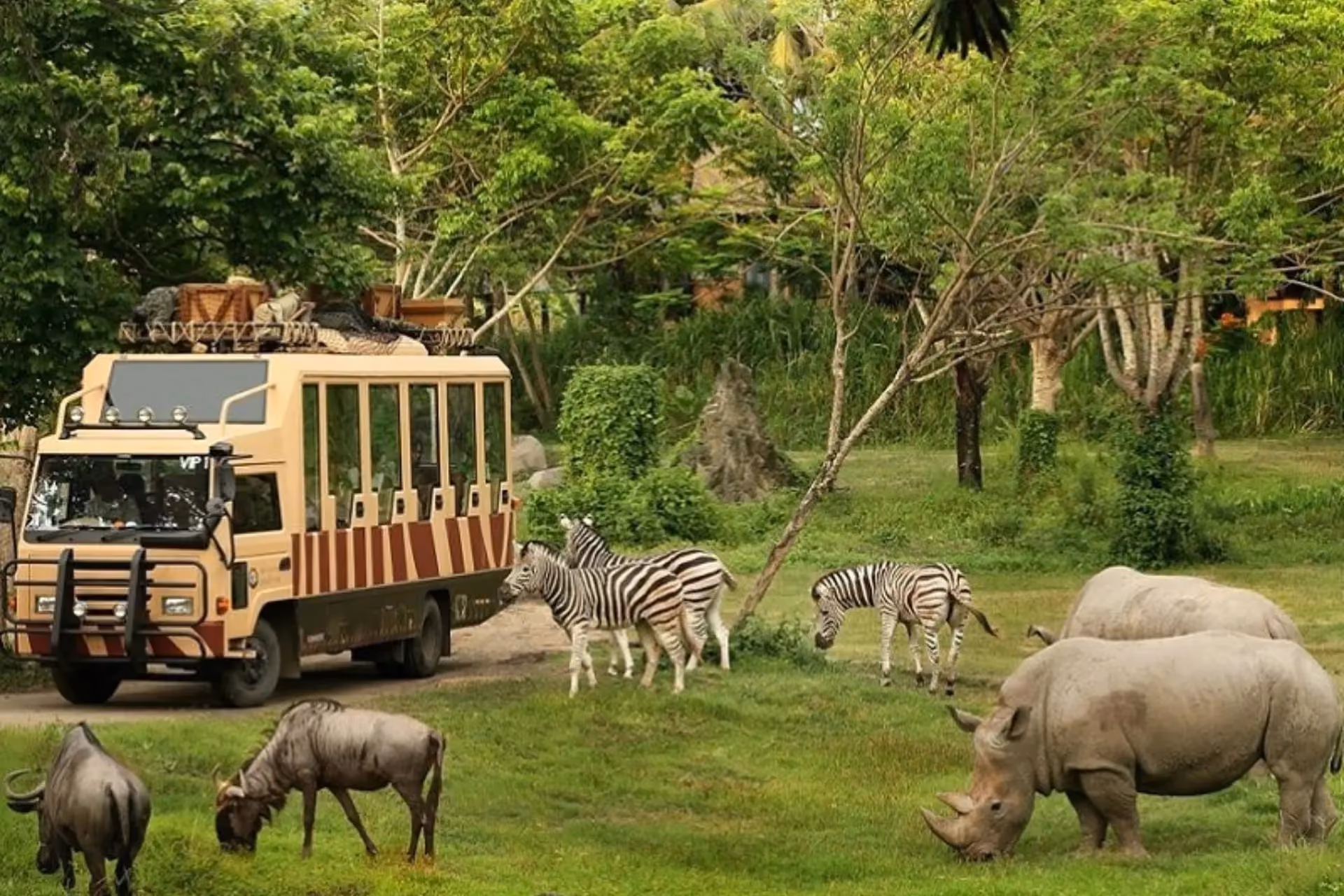 Safari truck with zebras and rhinos in Thailand wildlife park