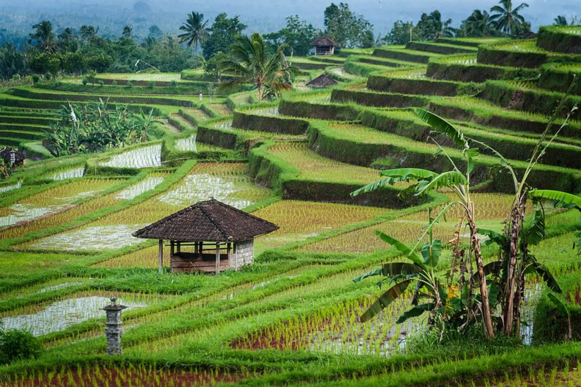 Green rice terraces in Bali with water and shelter