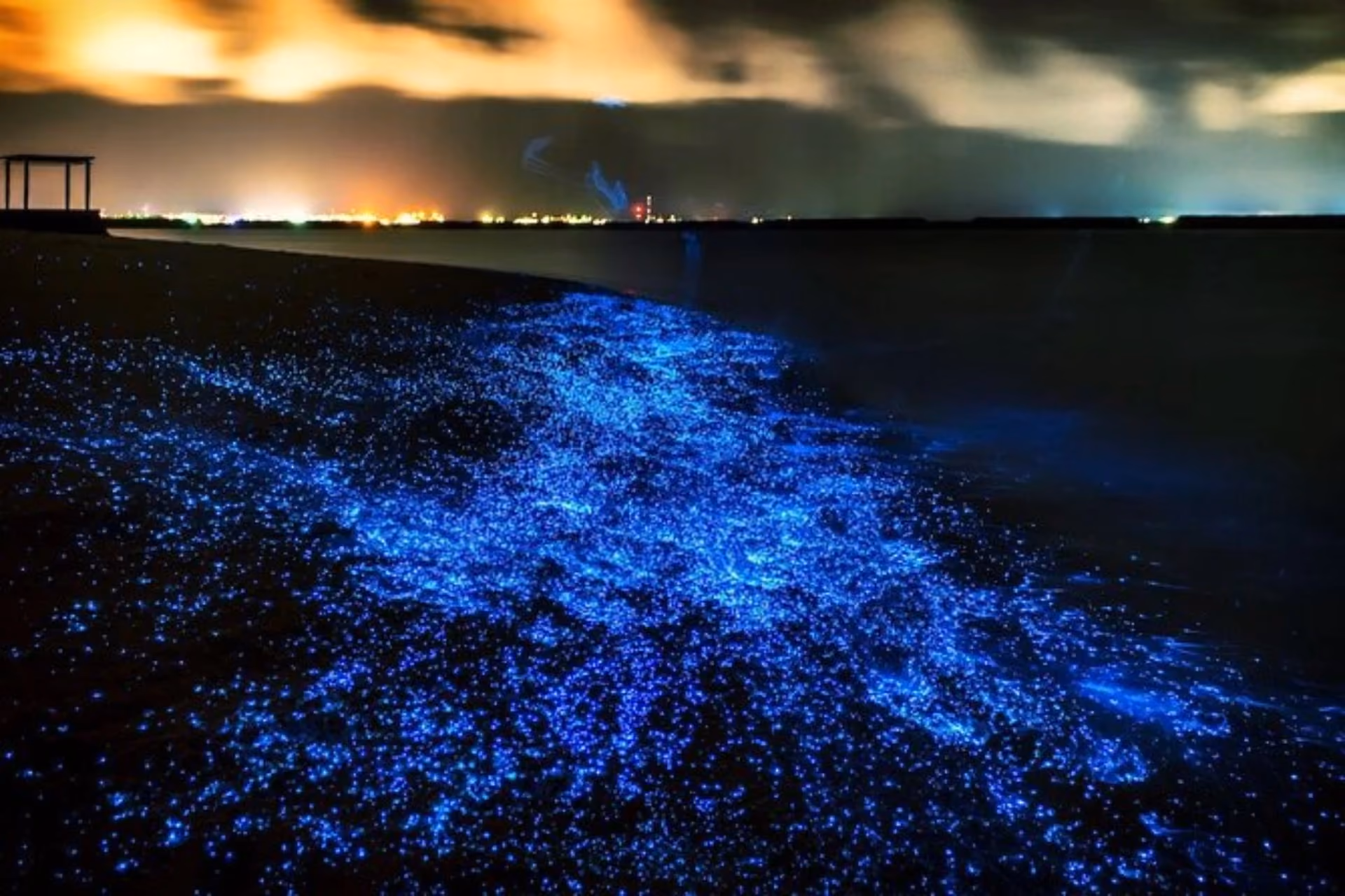 Blue glowing plankton lighting up ocean water at night