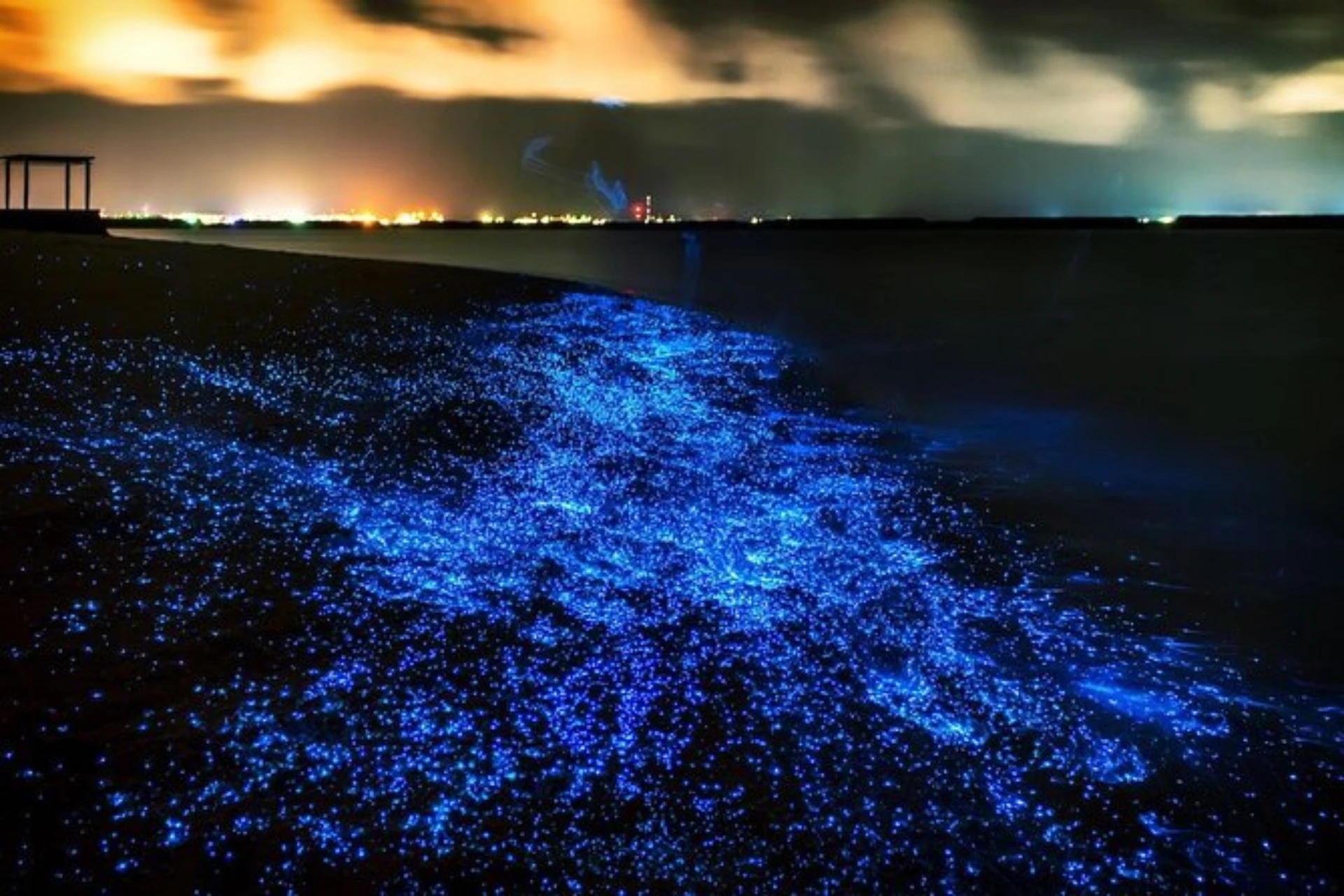 Blue glowing plankton lighting up ocean water at night