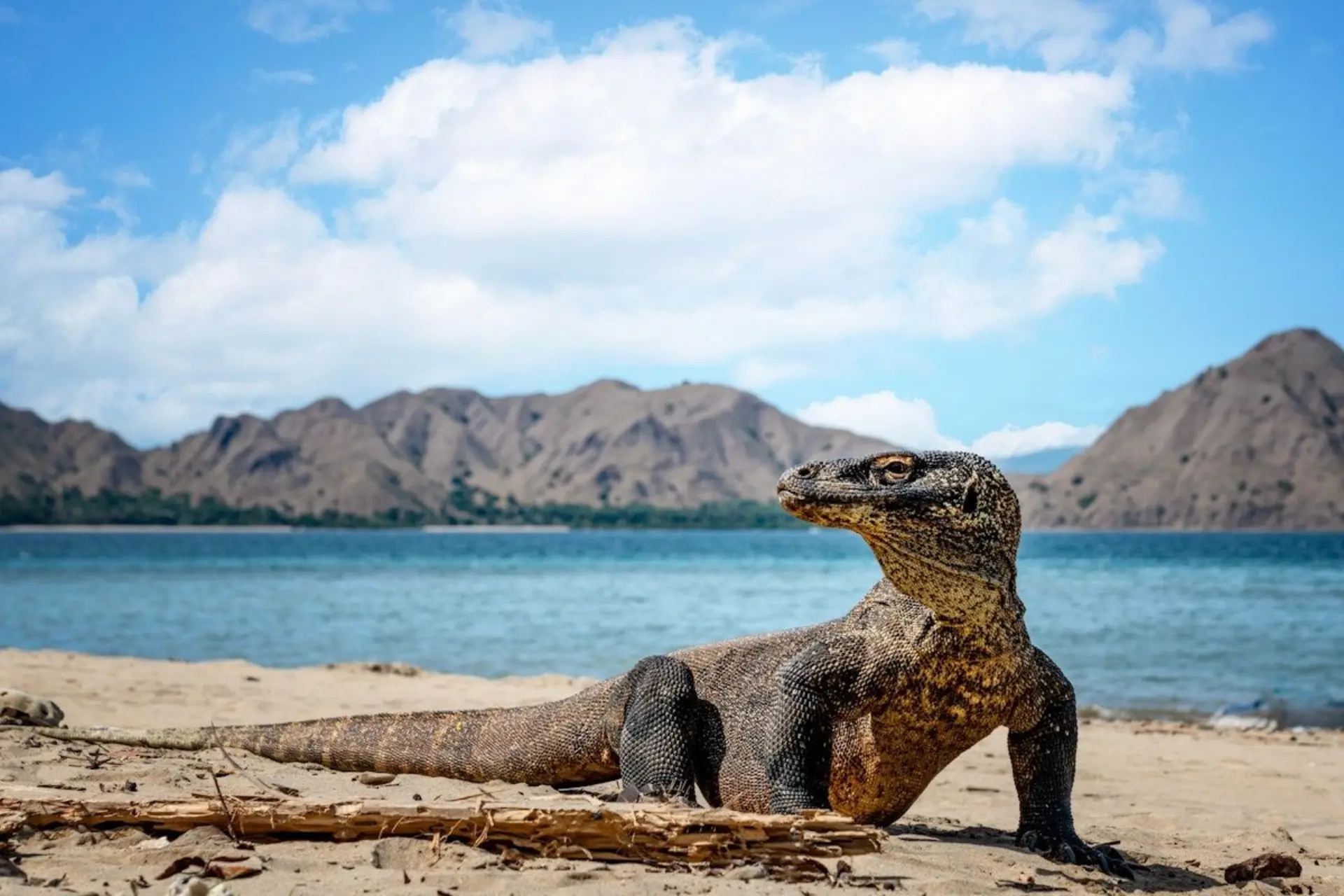 Komodo dragon resting on beach with mountains behind