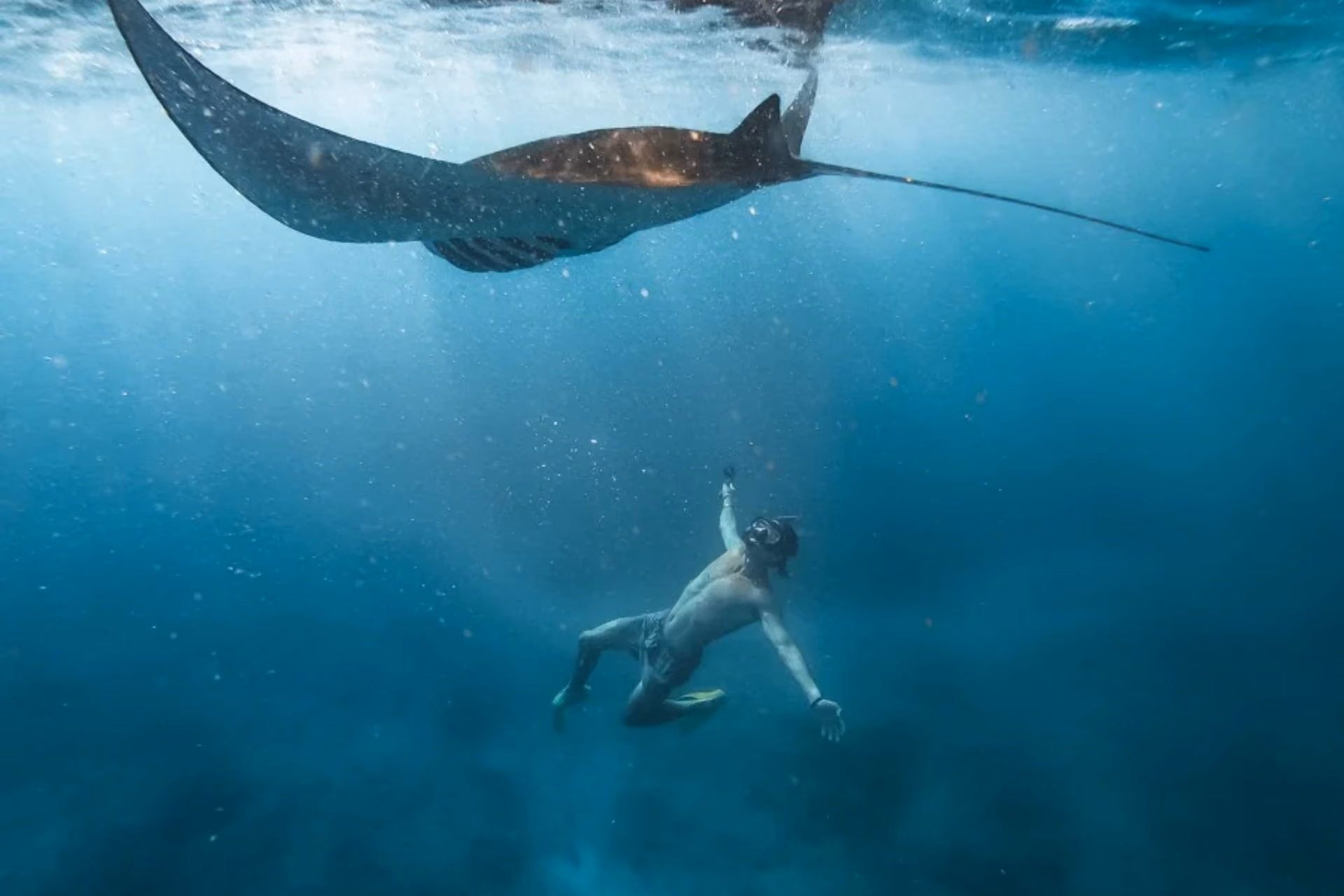 Snorkeling with Manta Rays