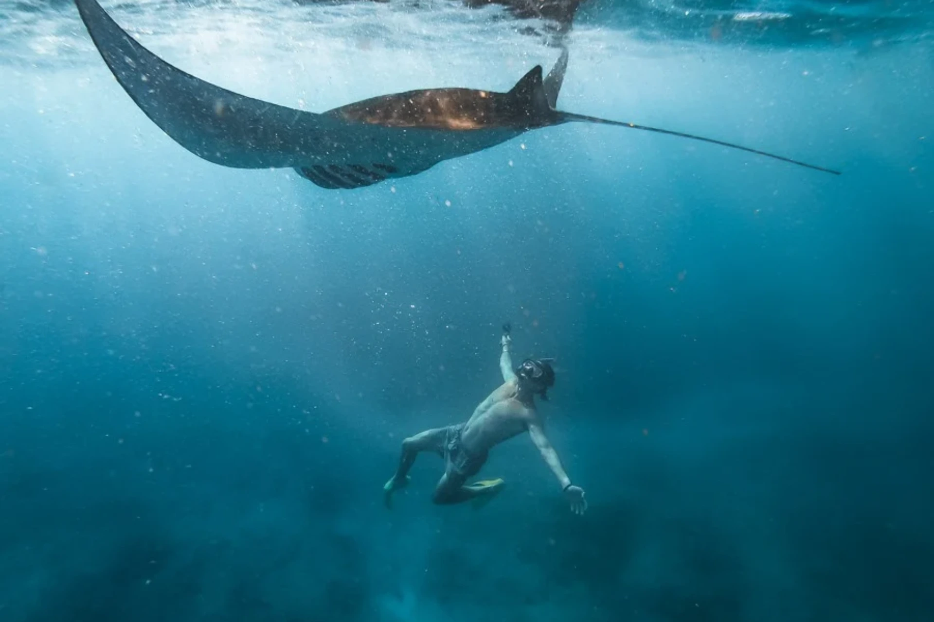 Snorkeling with Manta Rays