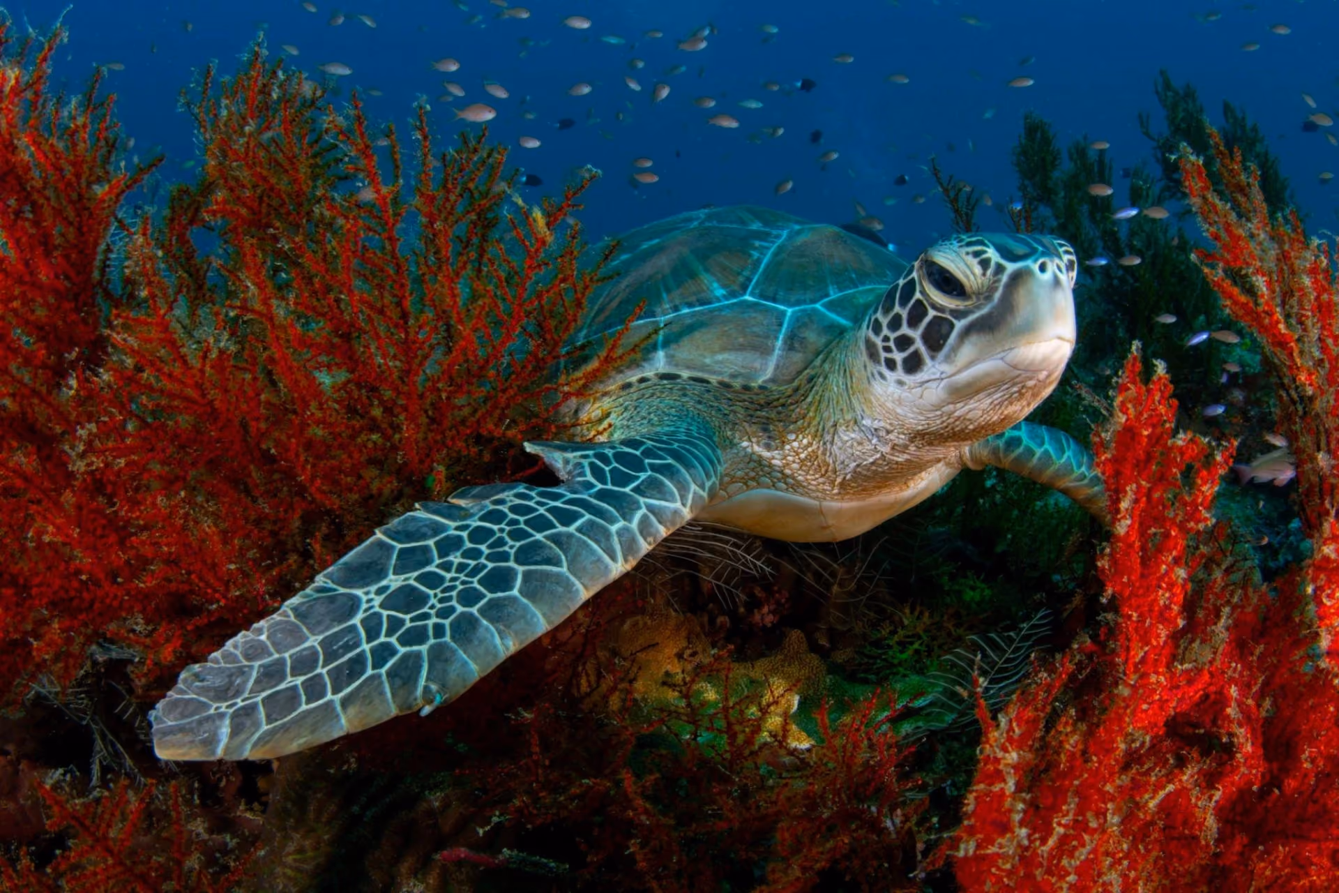 Sea turtle swimming among red coral at Turtle Point
