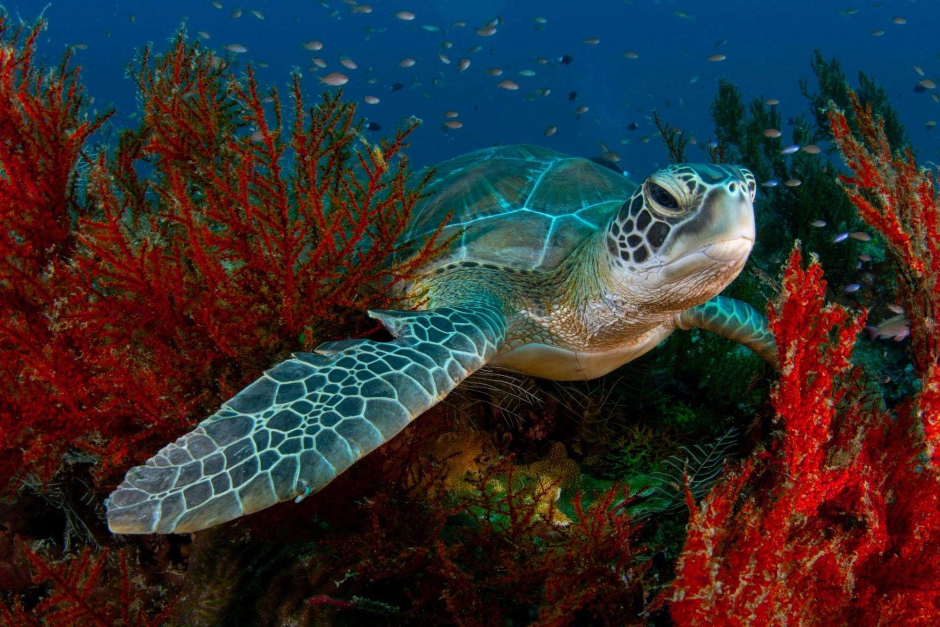 Sea turtle swimming among red coral at Turtle Point