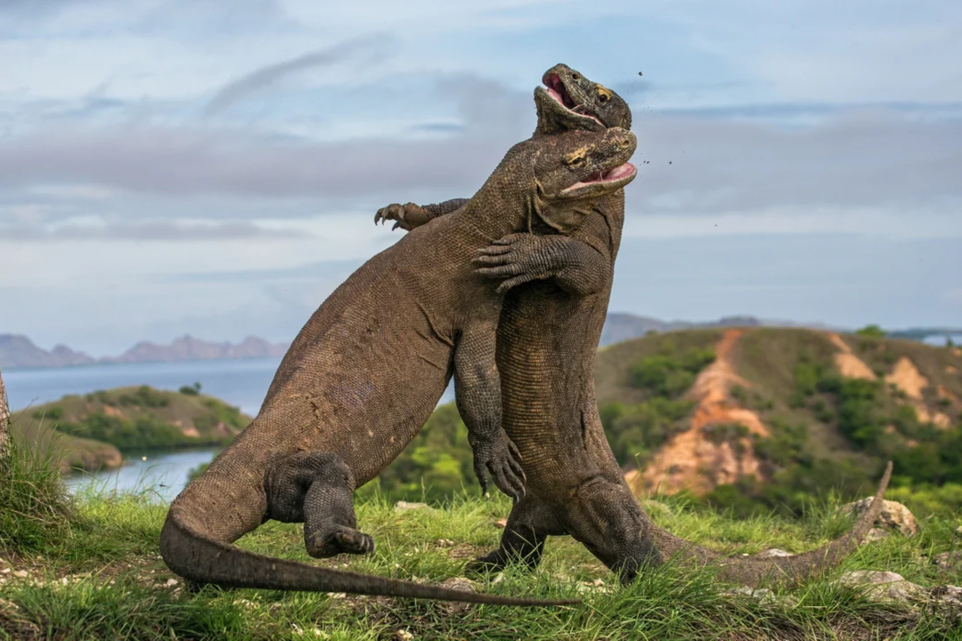 Komodo dragon standing on grass with islands in background