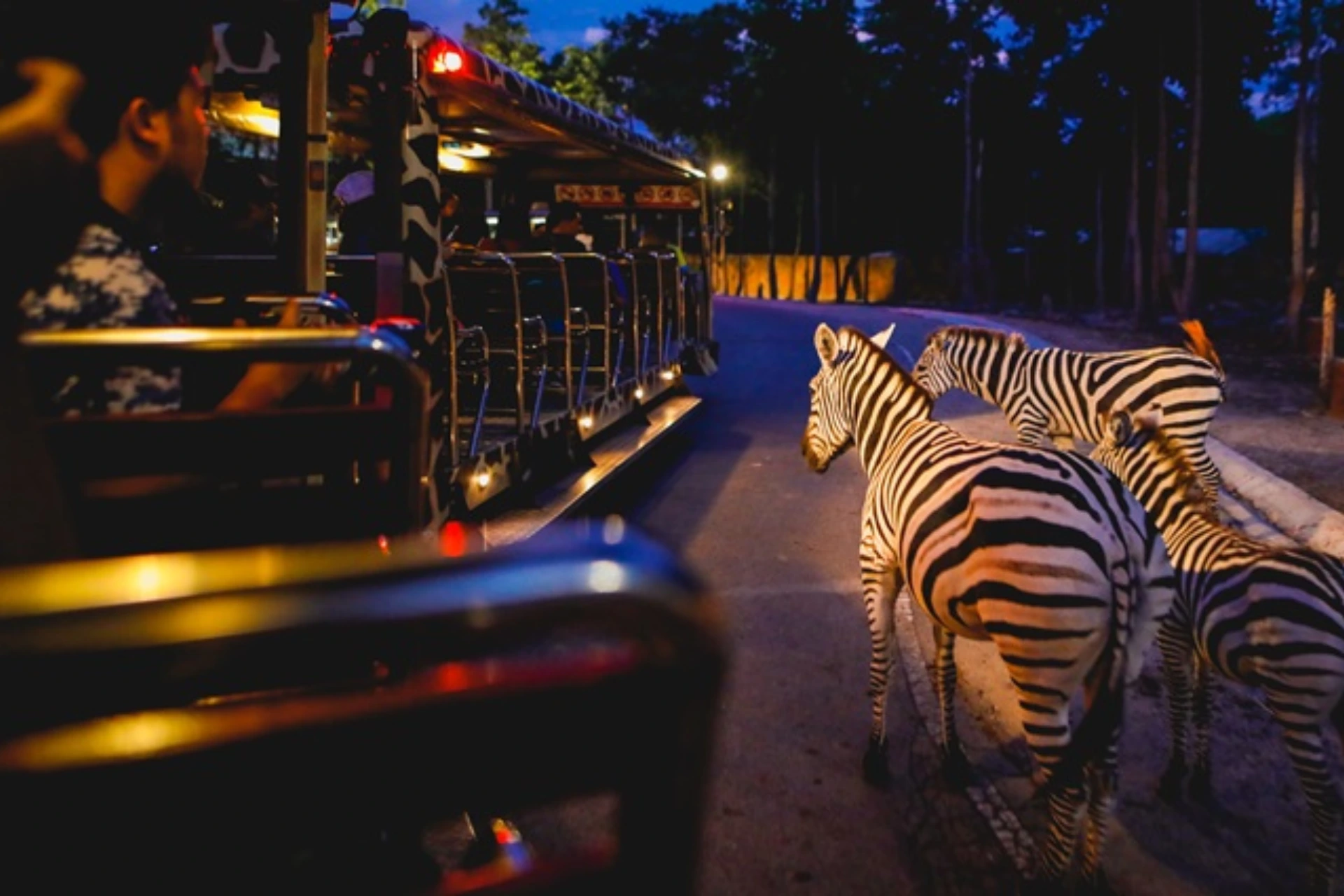 Zebras crossing road at Bali night safari tour
