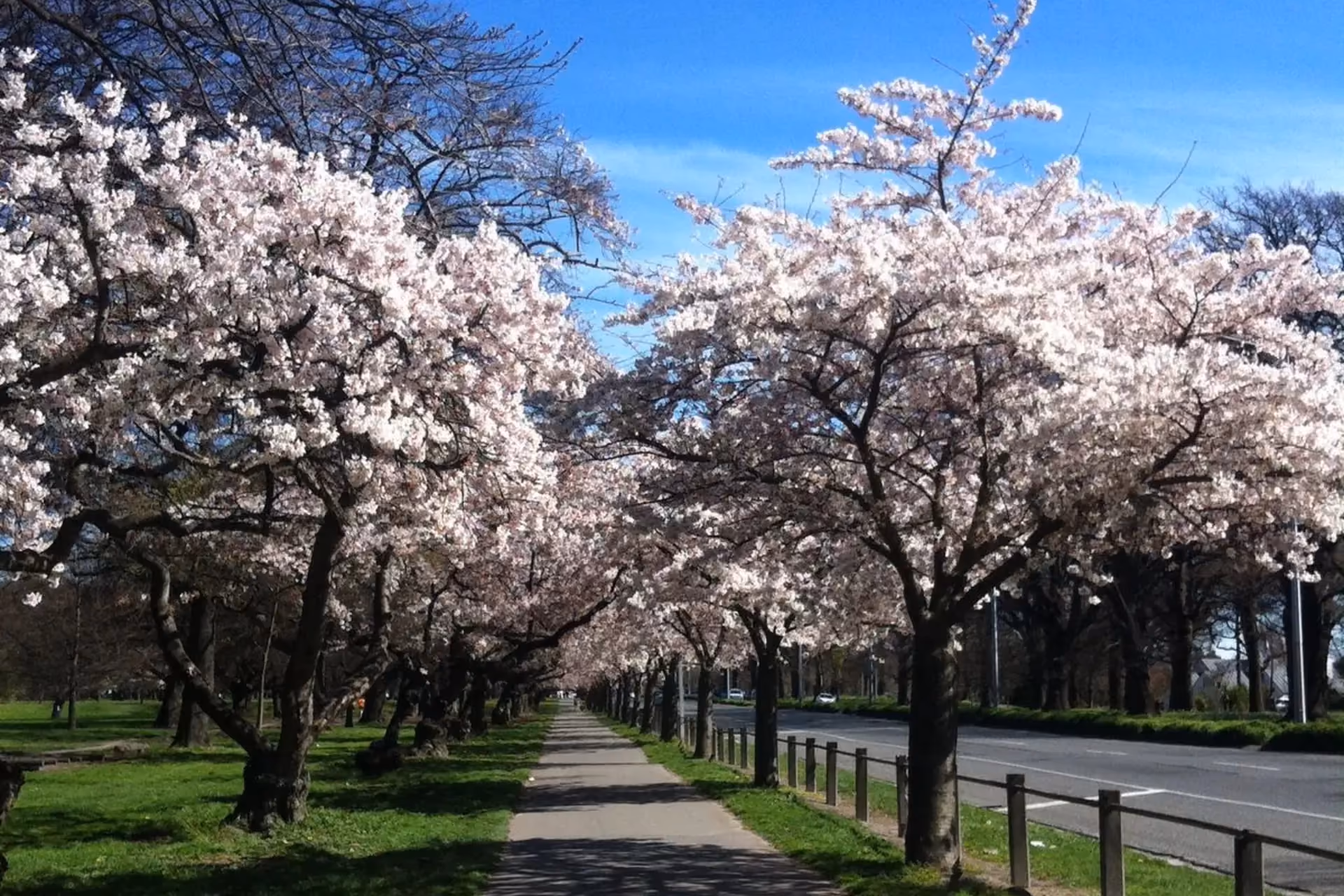 White flowering trees line a path through Hagley Park
