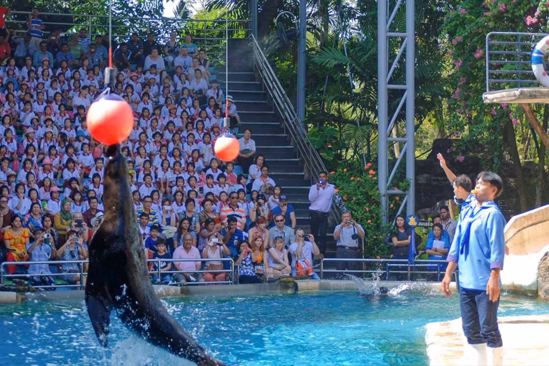 Orca jumps out of pool while trainer tosses red ball Thai Marine Park