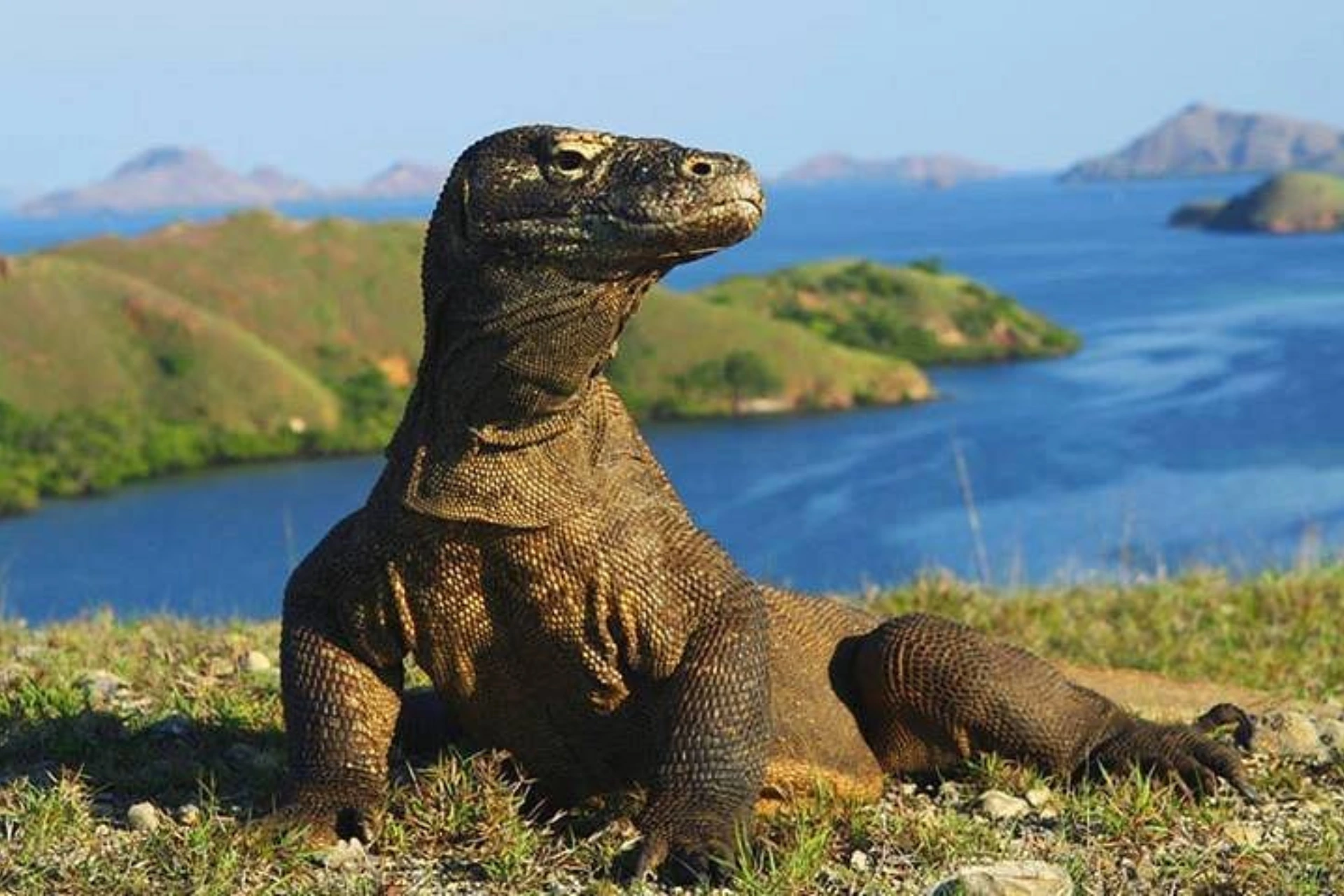 Large lizard standing on rocky ground, Komodo Island