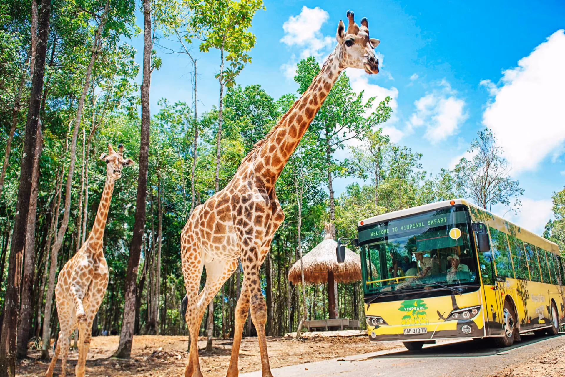 Giraffes walking near yellow safari bus at Vinpearl Safari