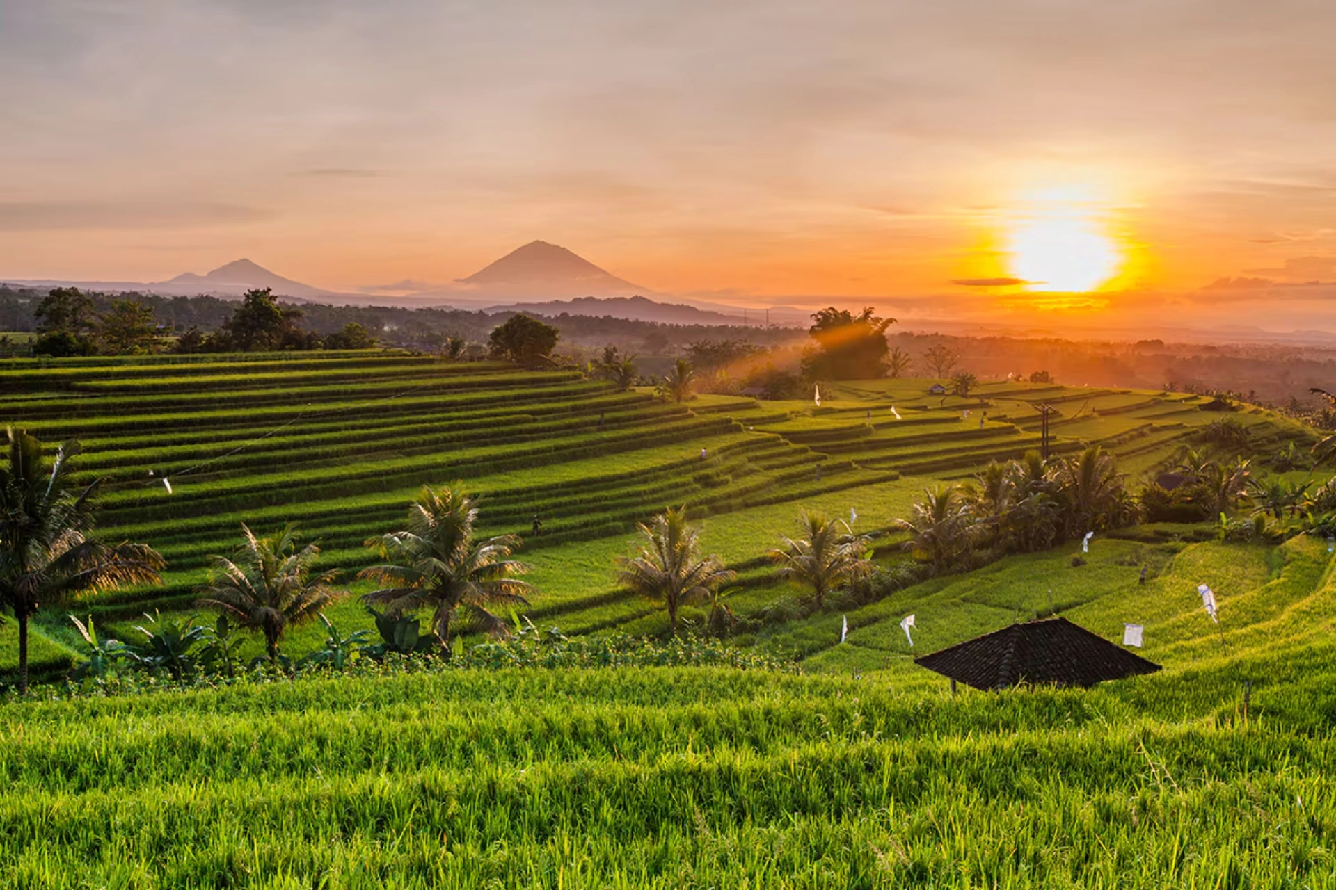 Ubud rice fields at sunrise with volcano in distance