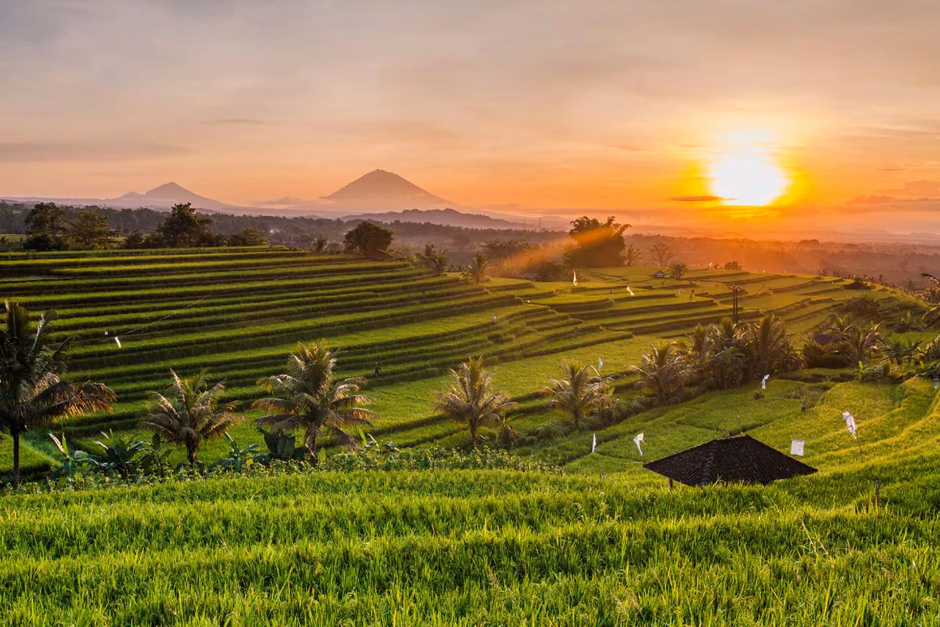 Ubud rice fields at sunrise with volcano in distance