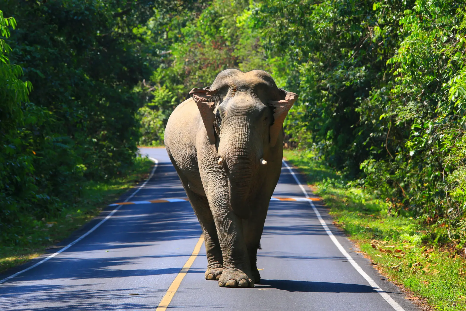 Elephant walking on road through Khao Yai jungle