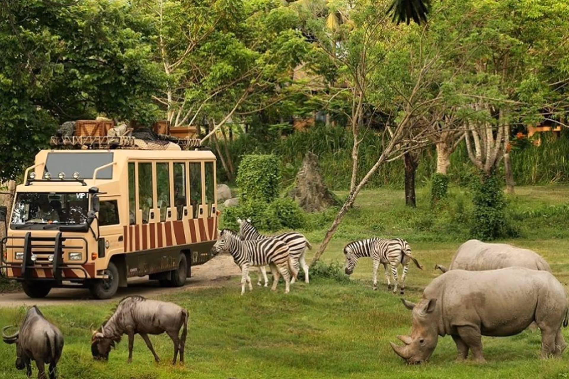 Safari truck driving past zebras and rhinos in Thailand