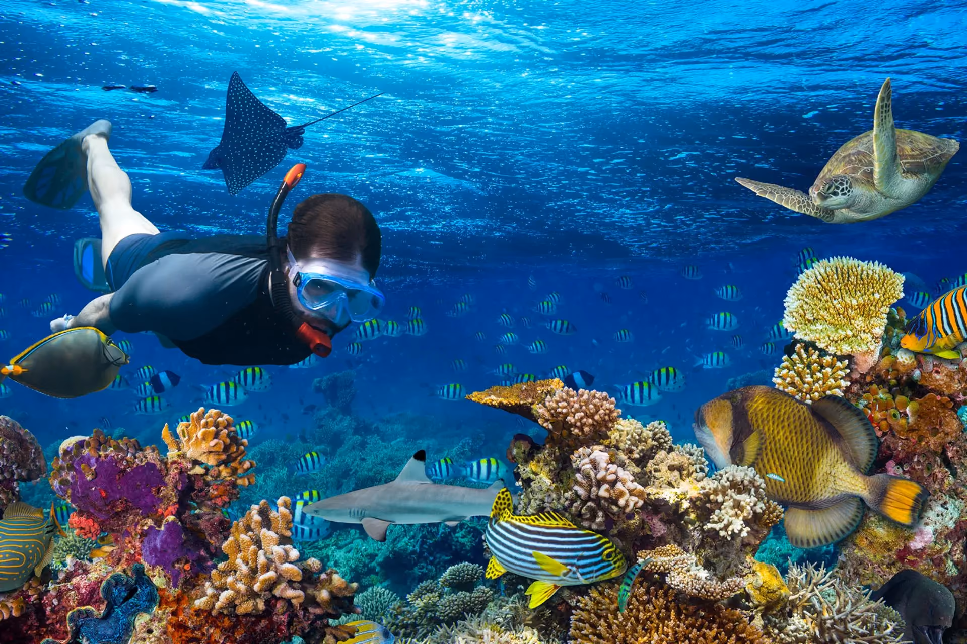 Snorkeler swimming with sea turtle and tropical fish