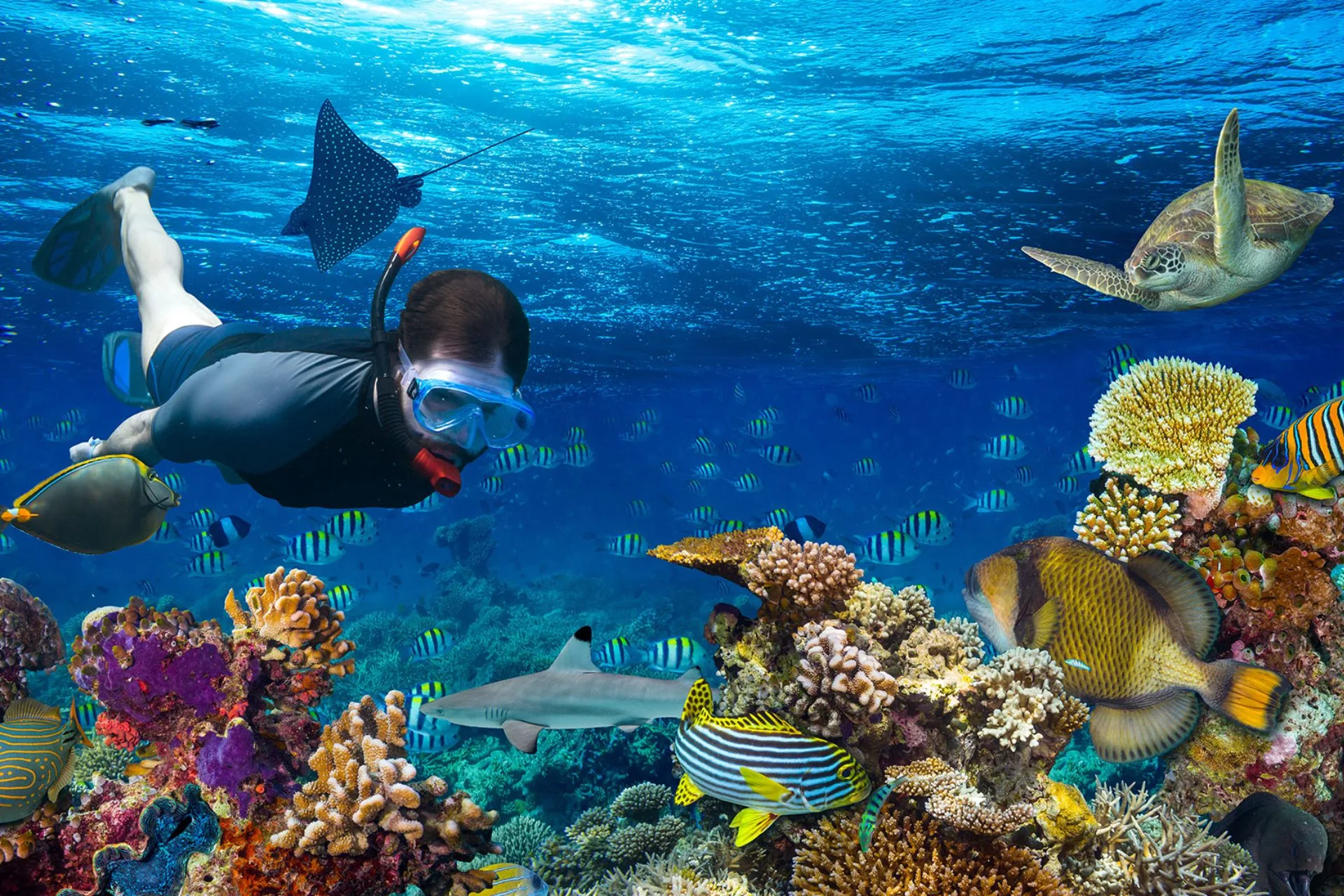 Snorkeler swimming with sea turtle and tropical fish