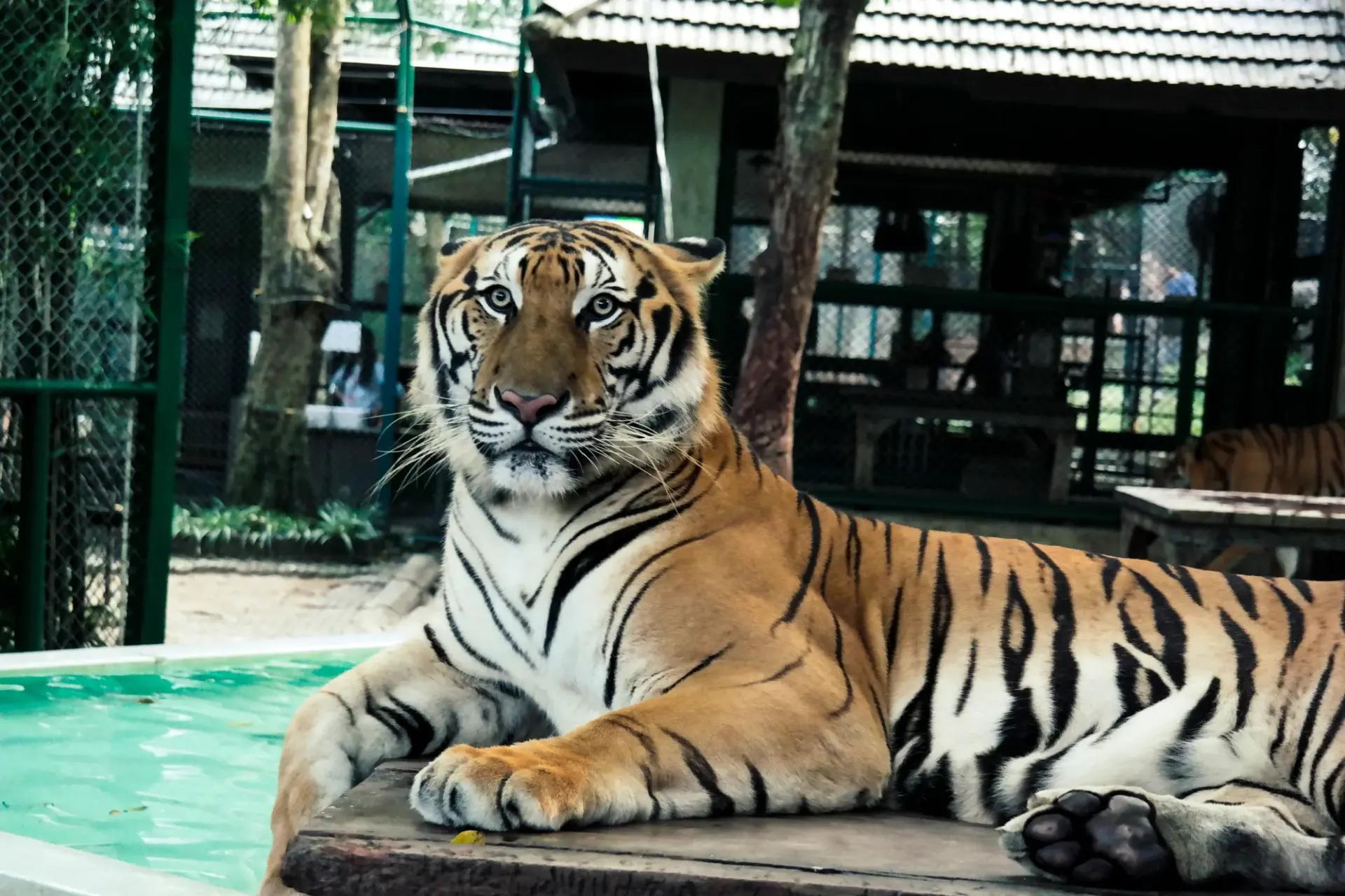 The Best of Thailand: Tiger Kingdom