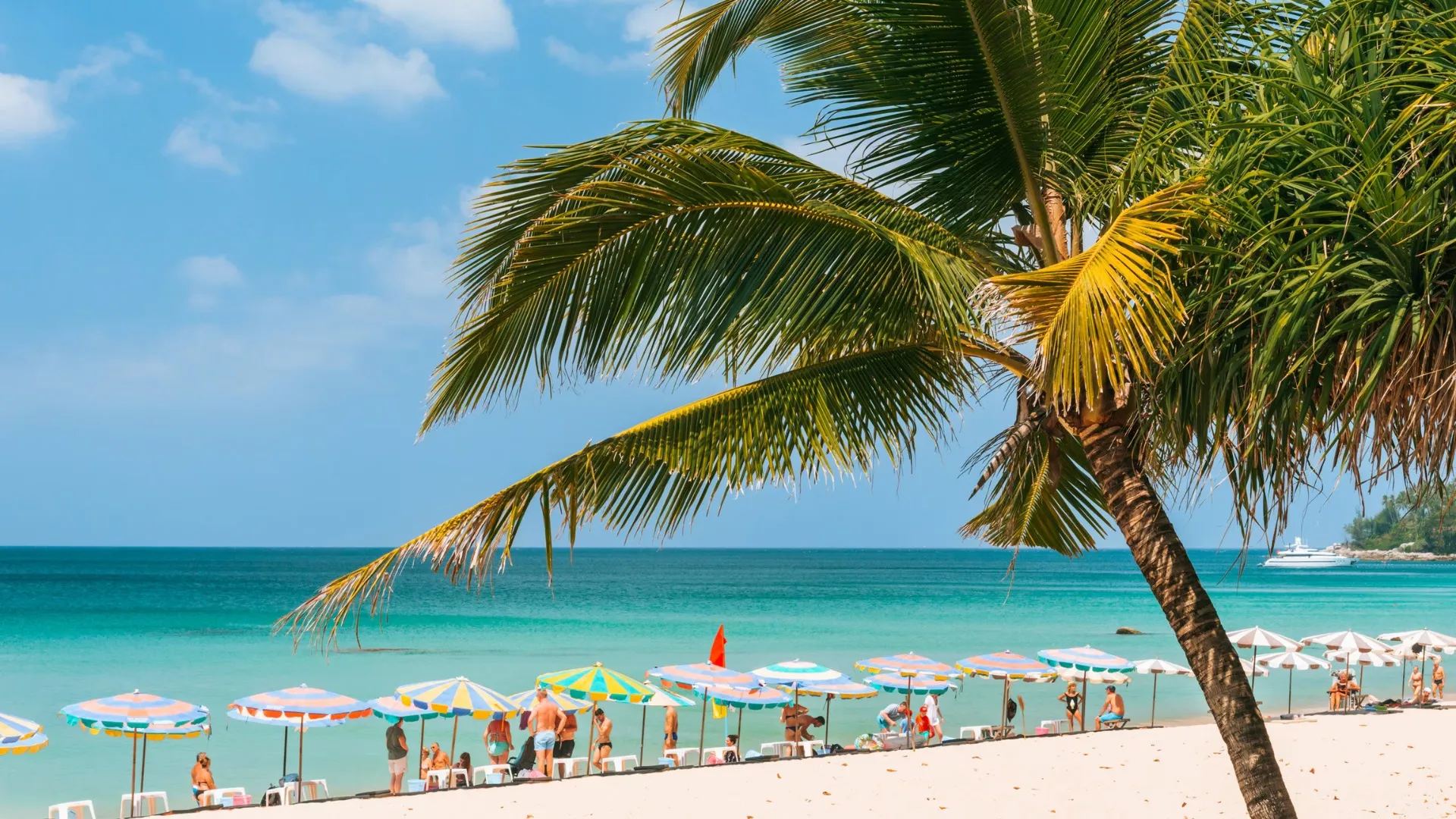 coconut tree on Phuket beach