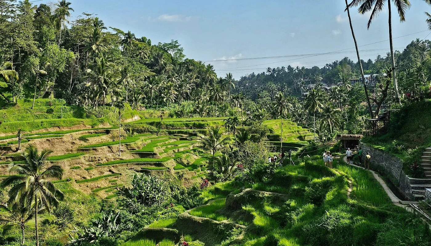 Tegellalang rice terraces with palm trees and green fields