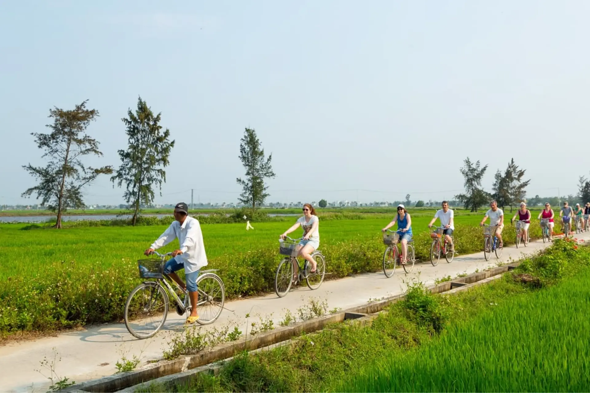 Rice Fields of Hoi An 