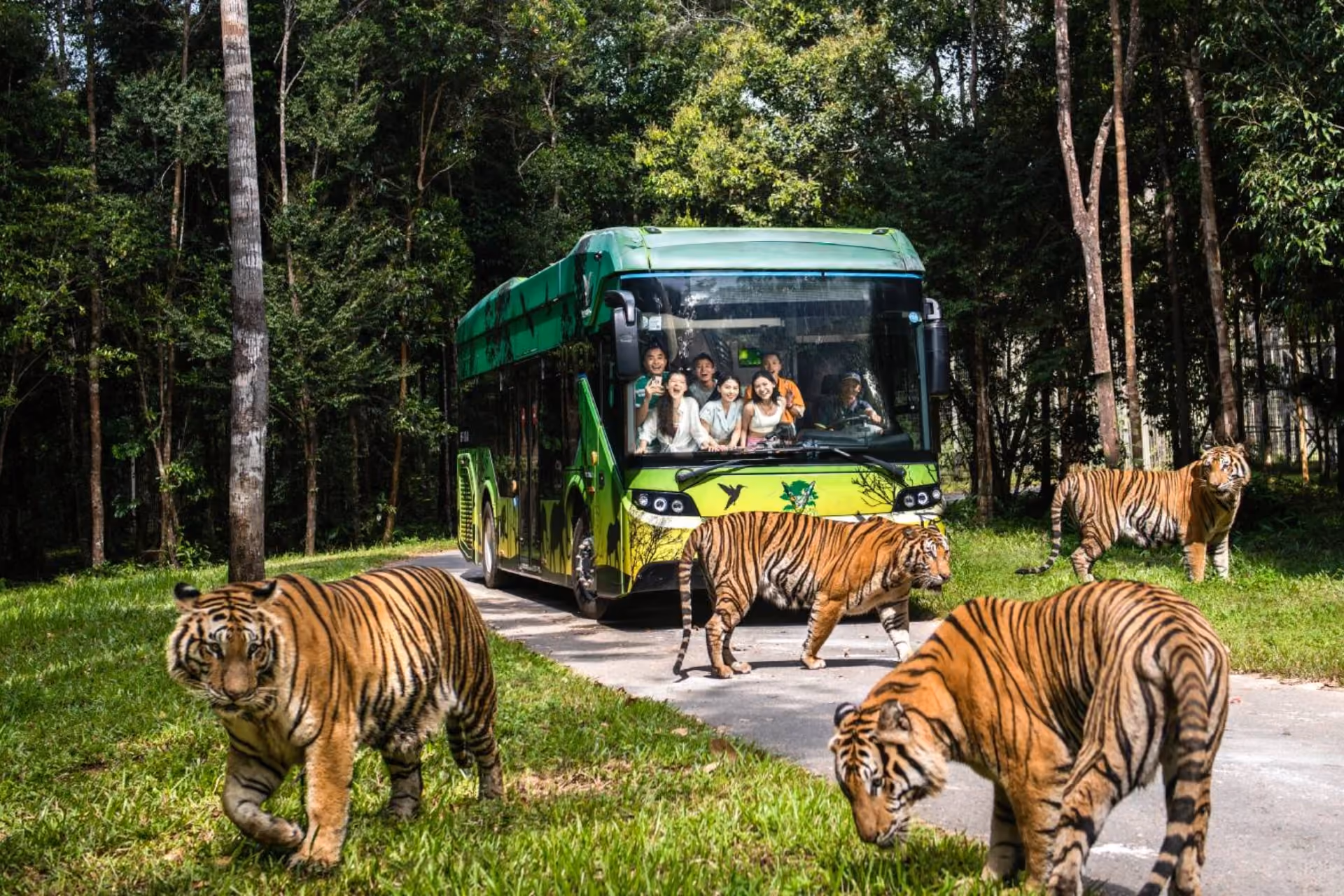 Tigers roaming in VinSafar