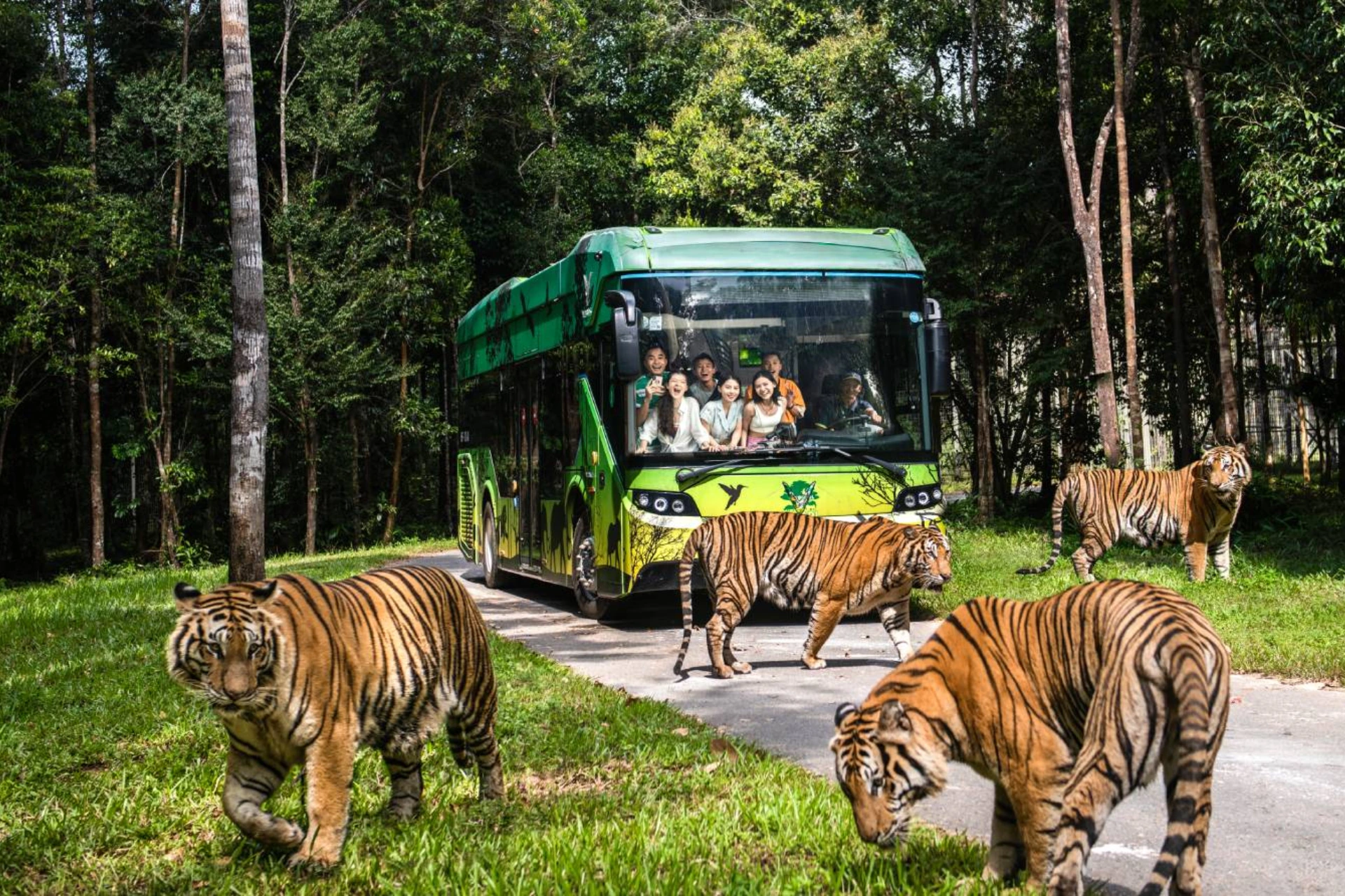 Tigers roaming in VinSafar