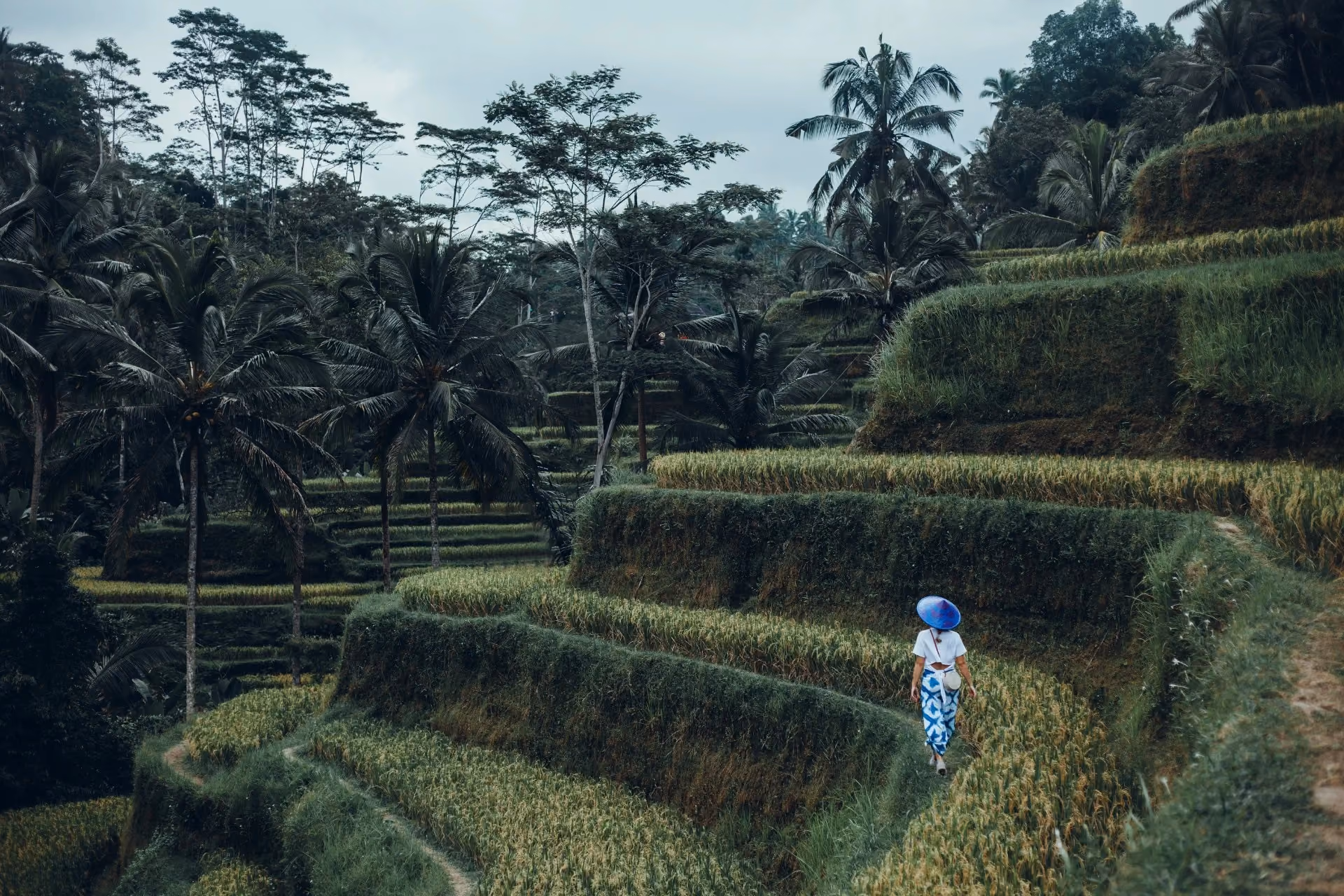 Traveller walking through the lush Ubud rice terraces in Bali during October, representing the nature and sightseeing experience in Bali vs Vietnam.