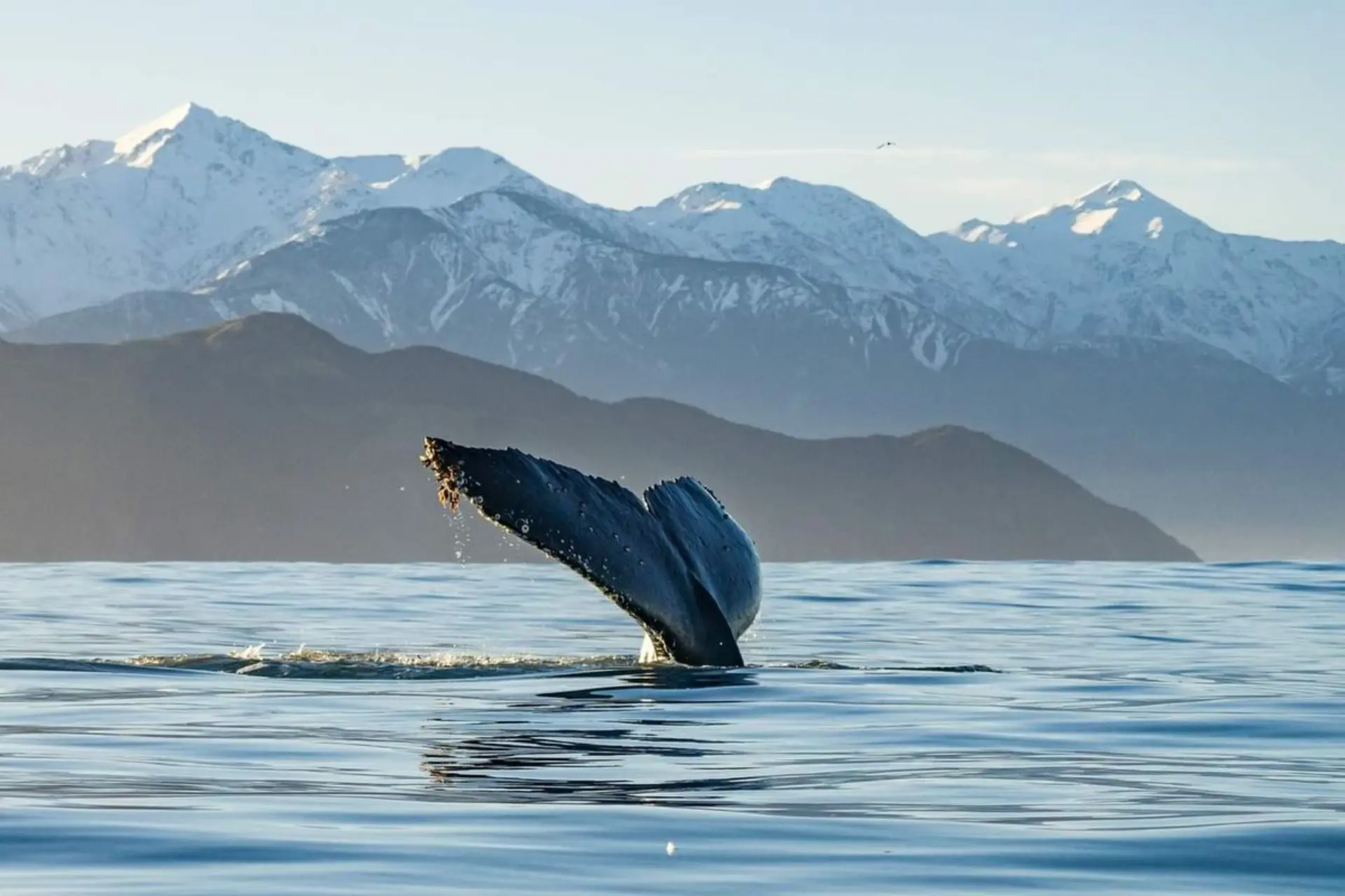 Whale watching in Kaikoura
