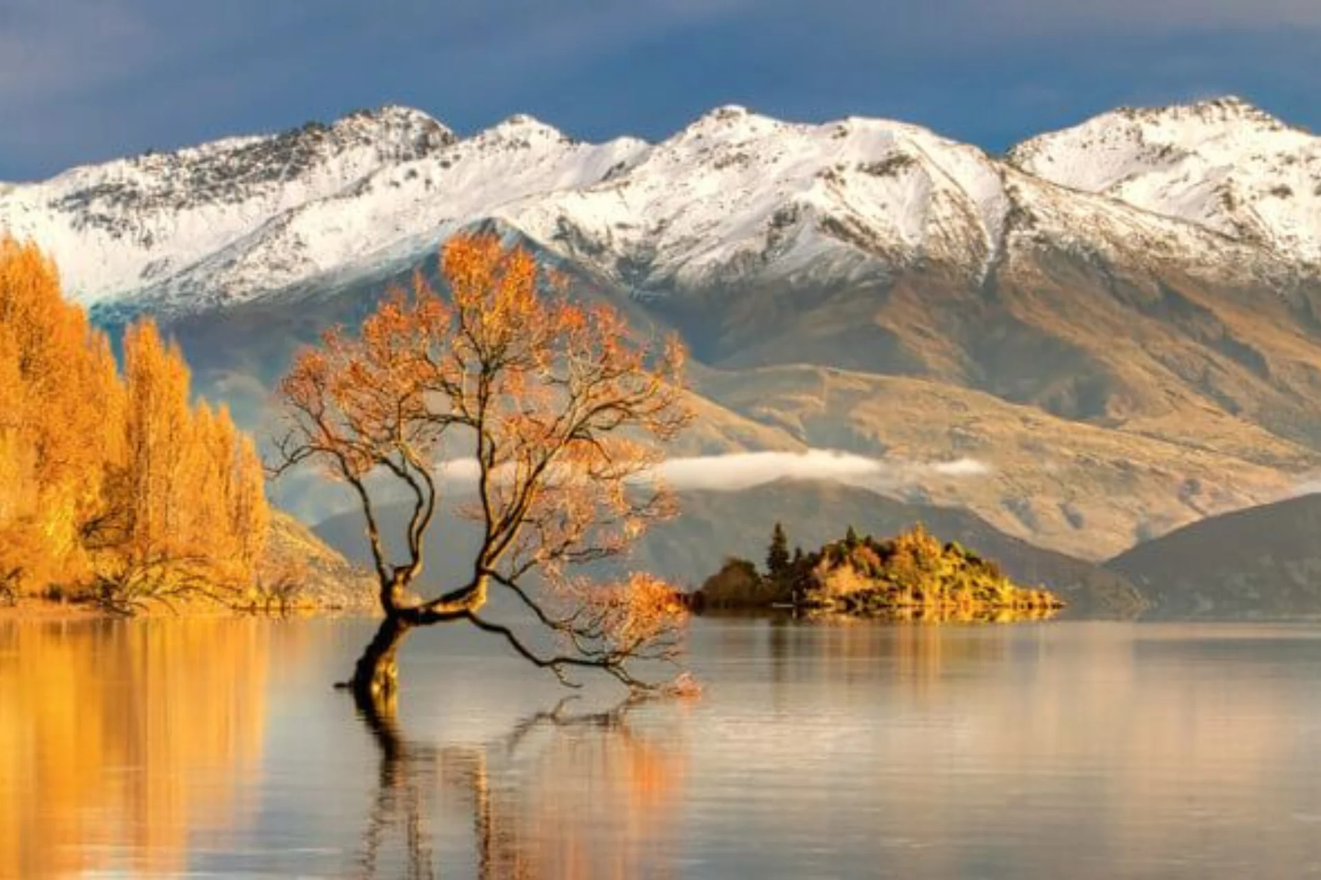 Stand alone tree at Lake Wanaka