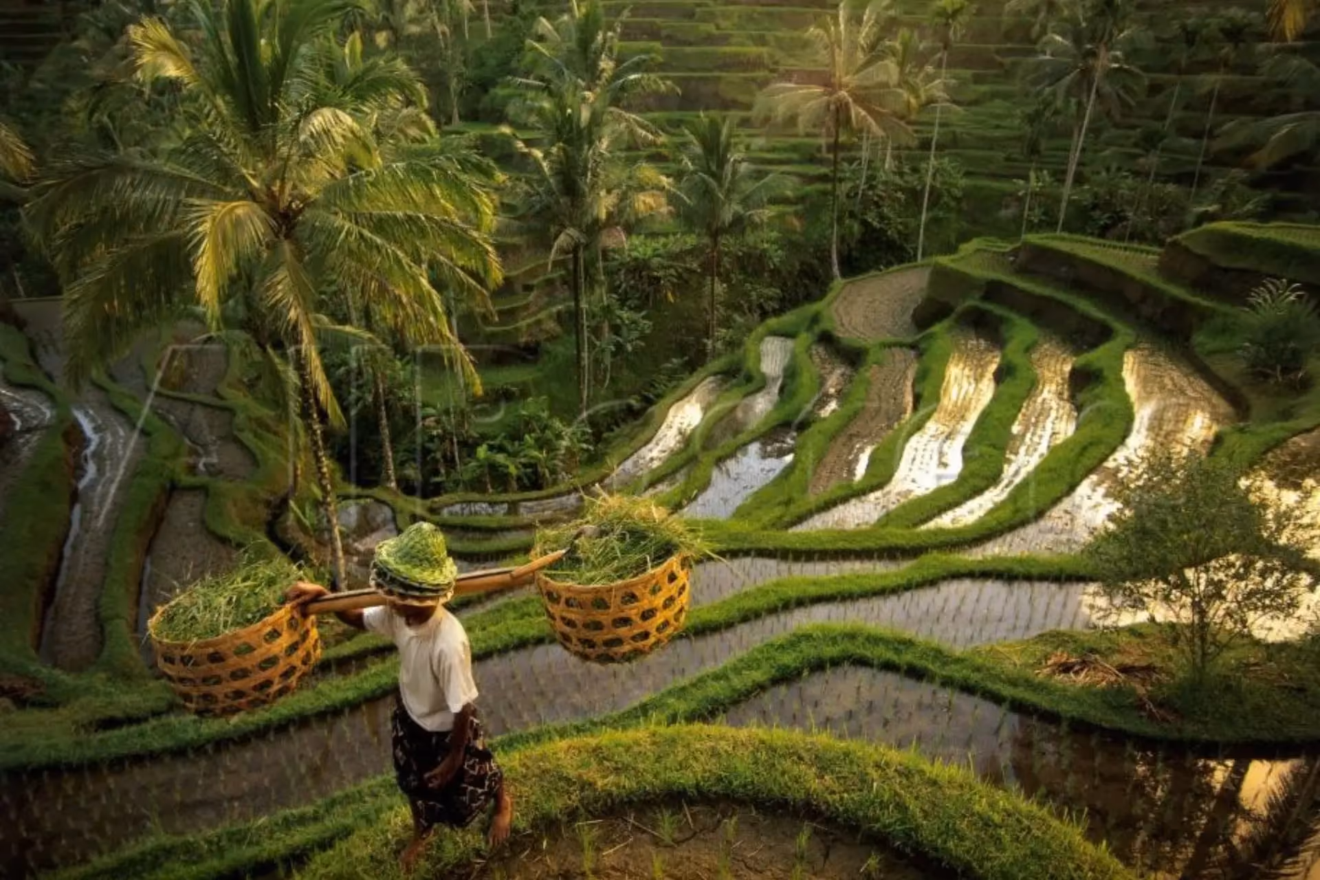Ubud's lush green rice terraces - a must visit for a 7-day international trip