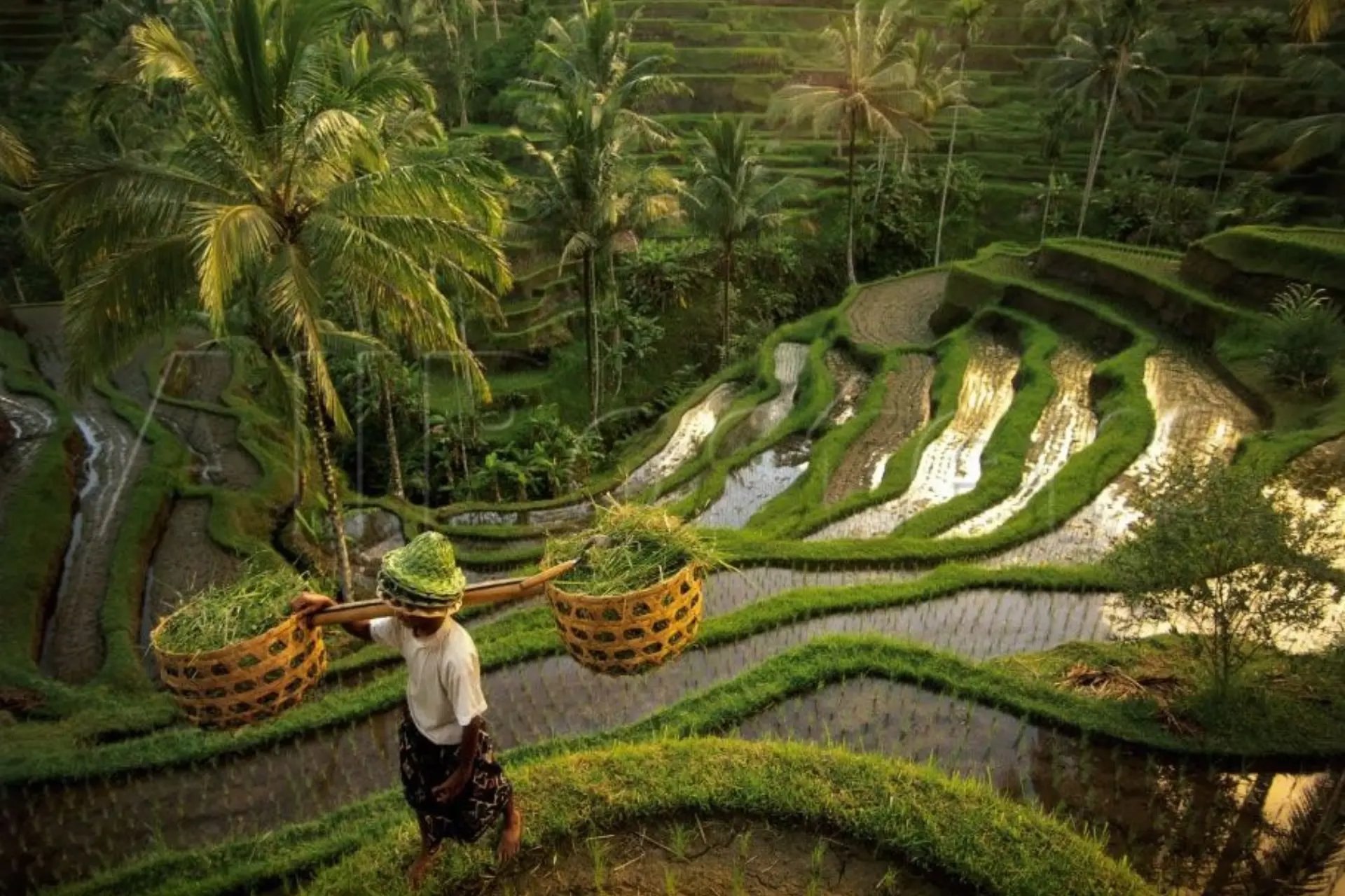 Ubud's lush green rice terraces - a must visit for a 7-day international trip