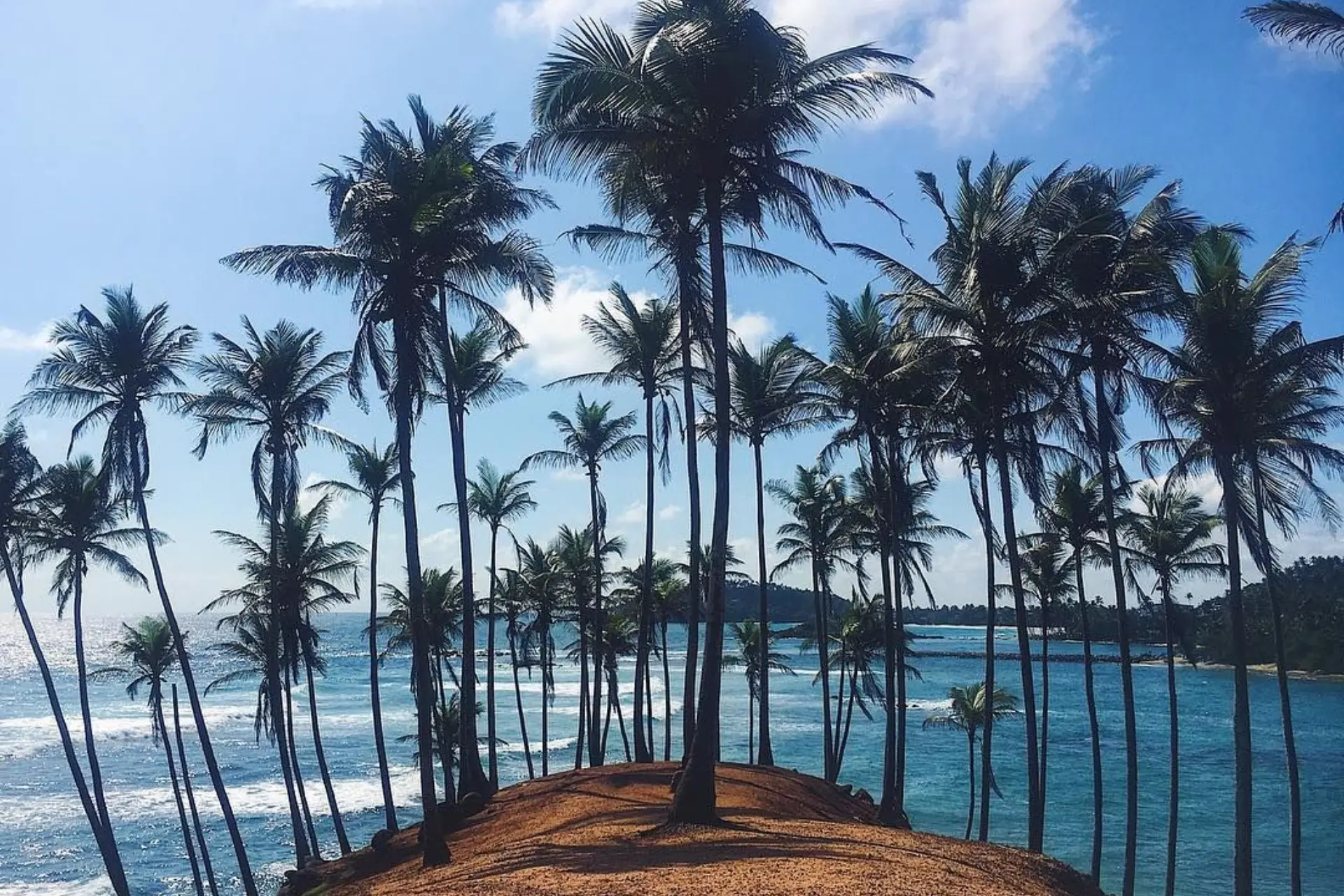 Coconut Hill in Mirissa, Sri Lanka, with towering palm trees overlooking the Indian Ocean.