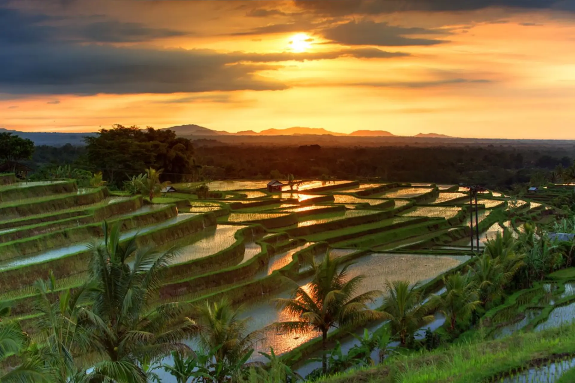 Sunset over the lush green rice terraces of Bali.