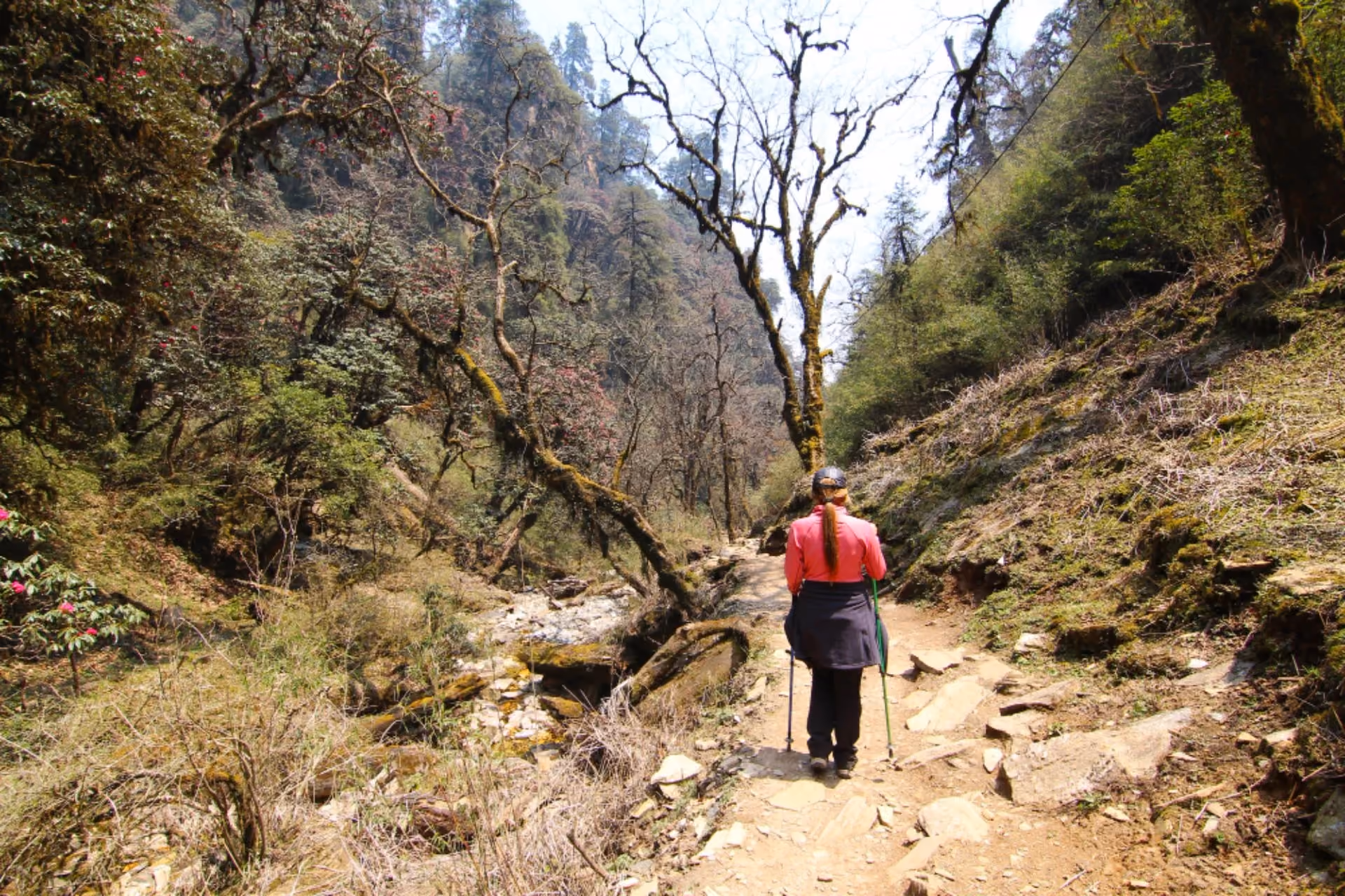 Traveller hiking through a forest trail in Vietnam, ideal for adventure lovers comparing Vietnam vs Thailand in January