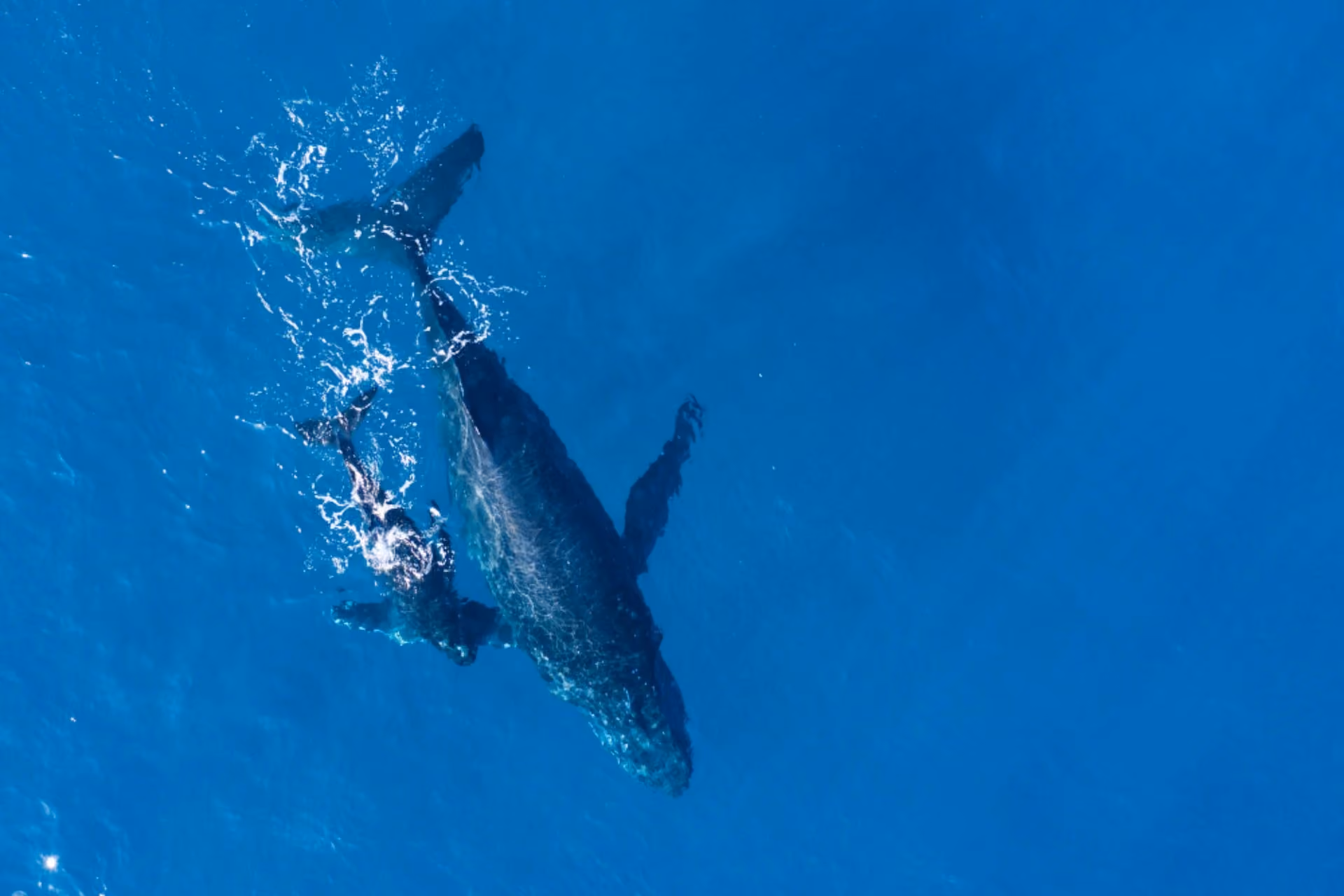 Aerial view of a whale swimming in the clear blue waters of Mirissa, one of Sri Lanka's top whale-watching destinations.