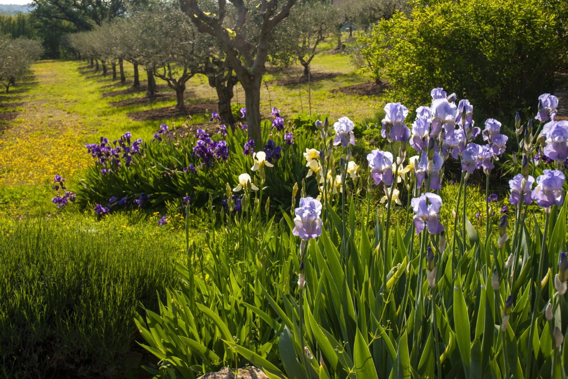 Blooming spring flowers and lush countryside, reflecting the pleasant weather in Georgia and Azerbaijan during April for sightseeing and outdoor travel.