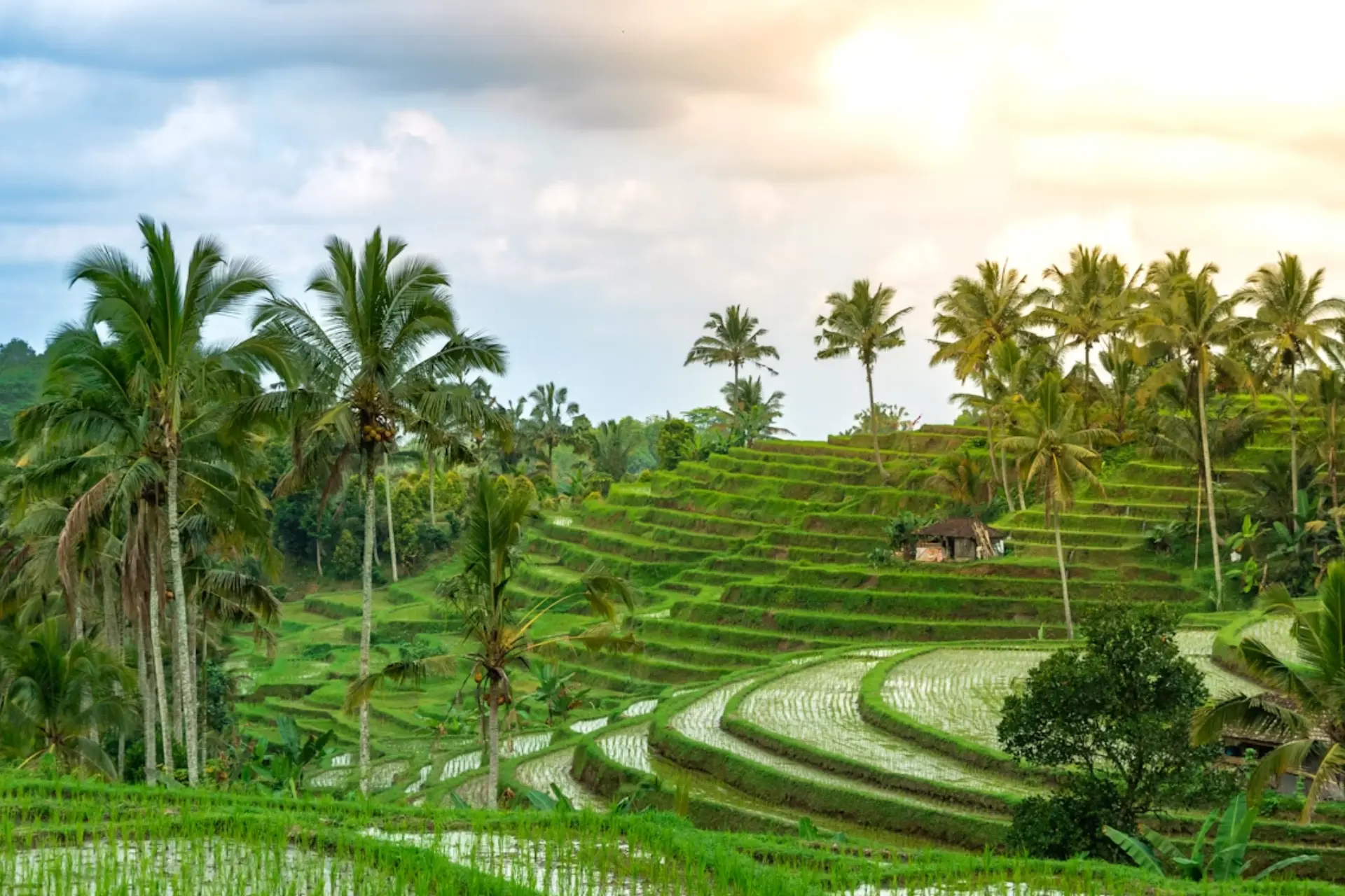 Lush rice terraces in Bali