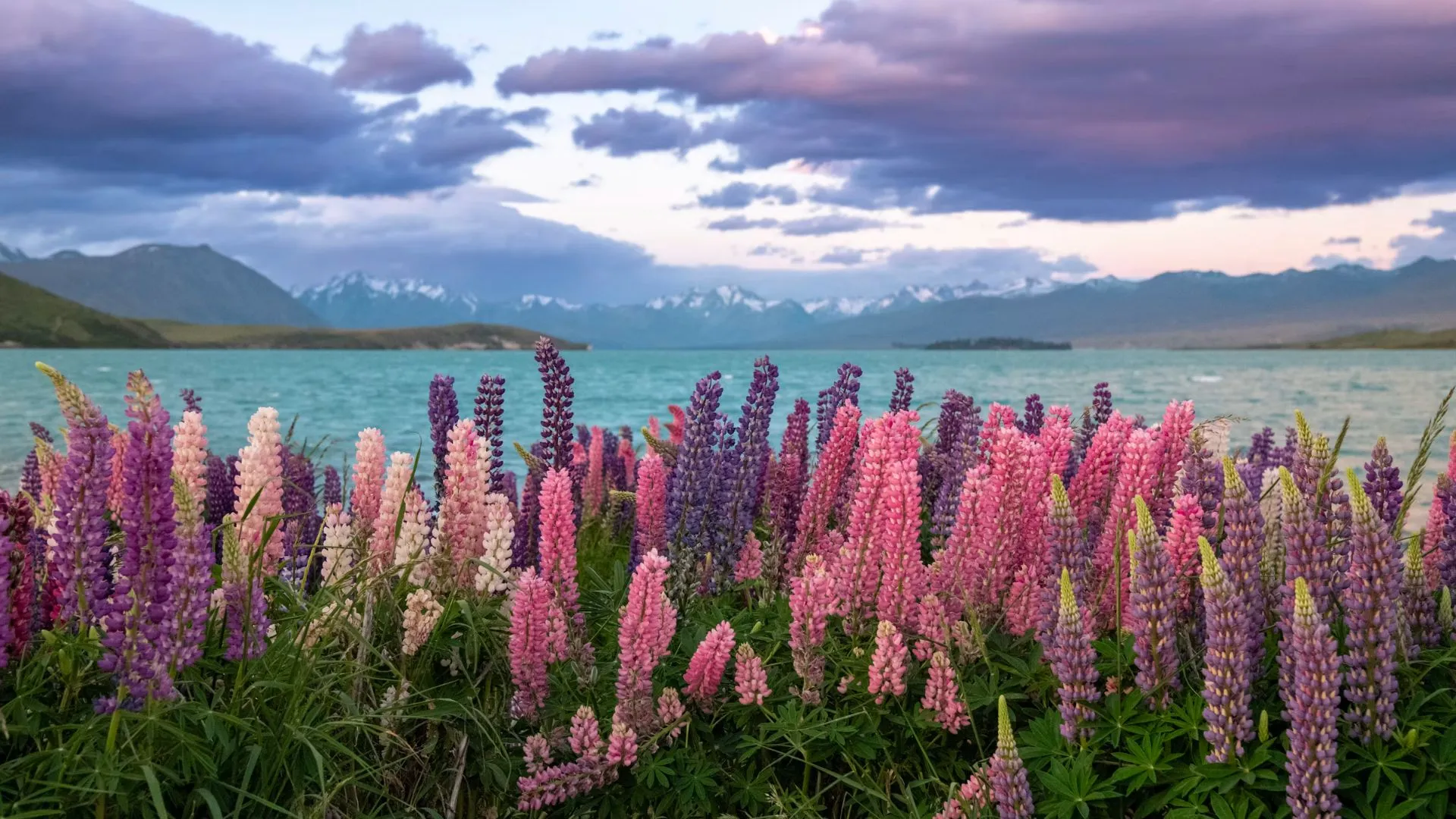 Lake Tekapo with colourful lupins blooming along the blue lake, with snow-capped mountains.