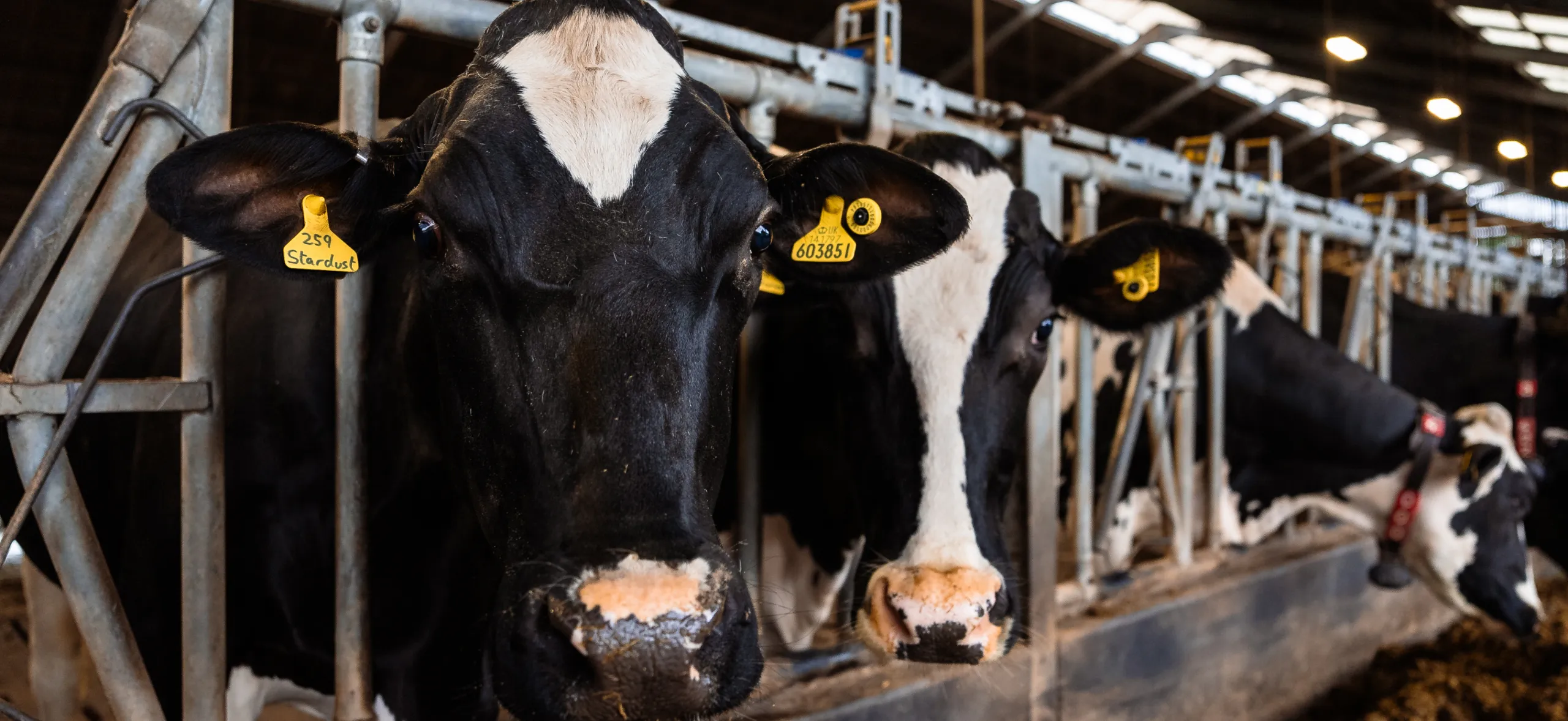 Vet Vision AI - Developed for Animals by Vets - Cows