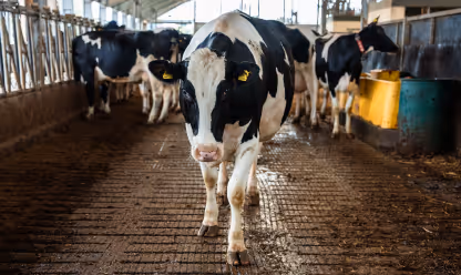 Black and white dairy cow walking toward the camera inside a barn, with other cows visible in the background.