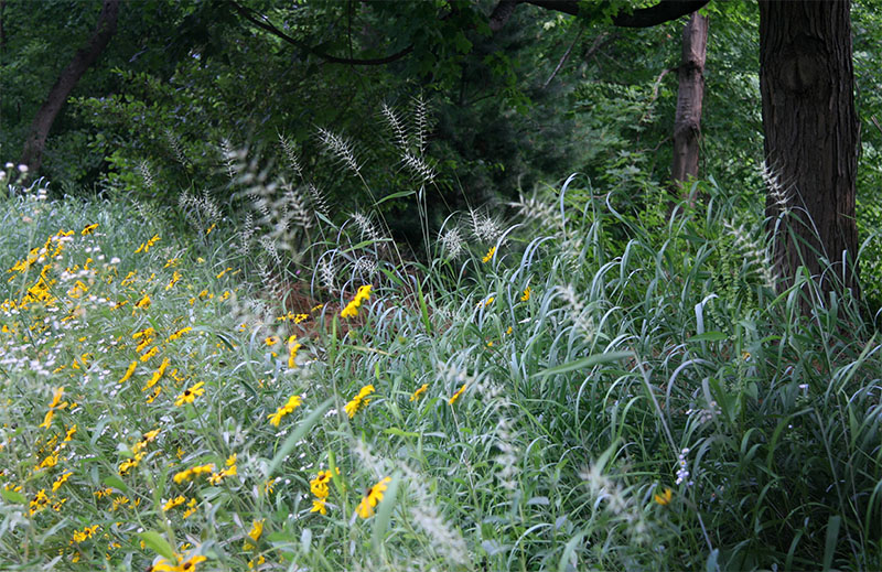 A Shade-Tolerant Meadow.