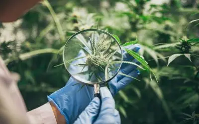 Cannabis Dispensary Deal