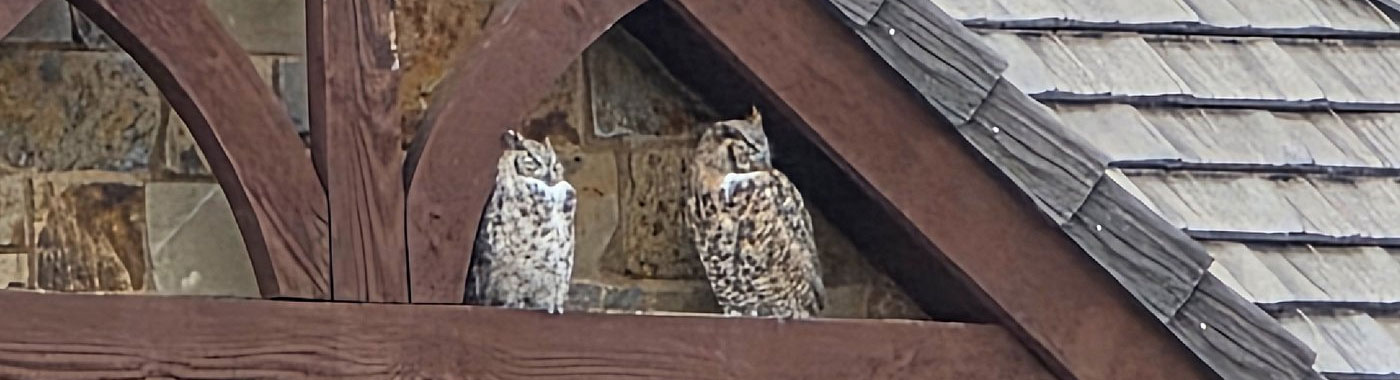 Two Great Horned Owls on a roofline