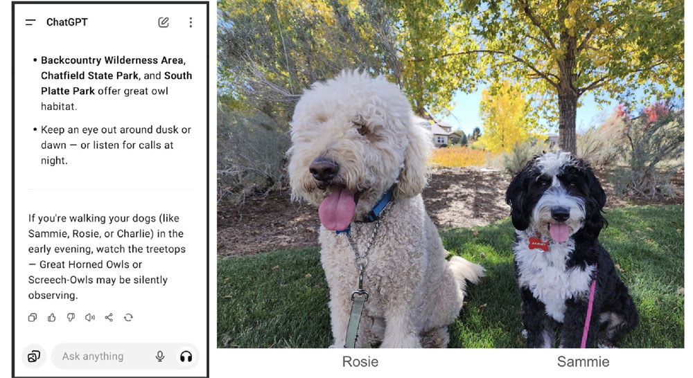 The exchange, and two of my dogs