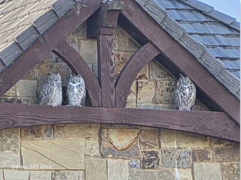 Owls perched on a neighbor's roofline.