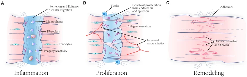 Peptide Therapy Explained: BPC-157 & TB-500 Benefits